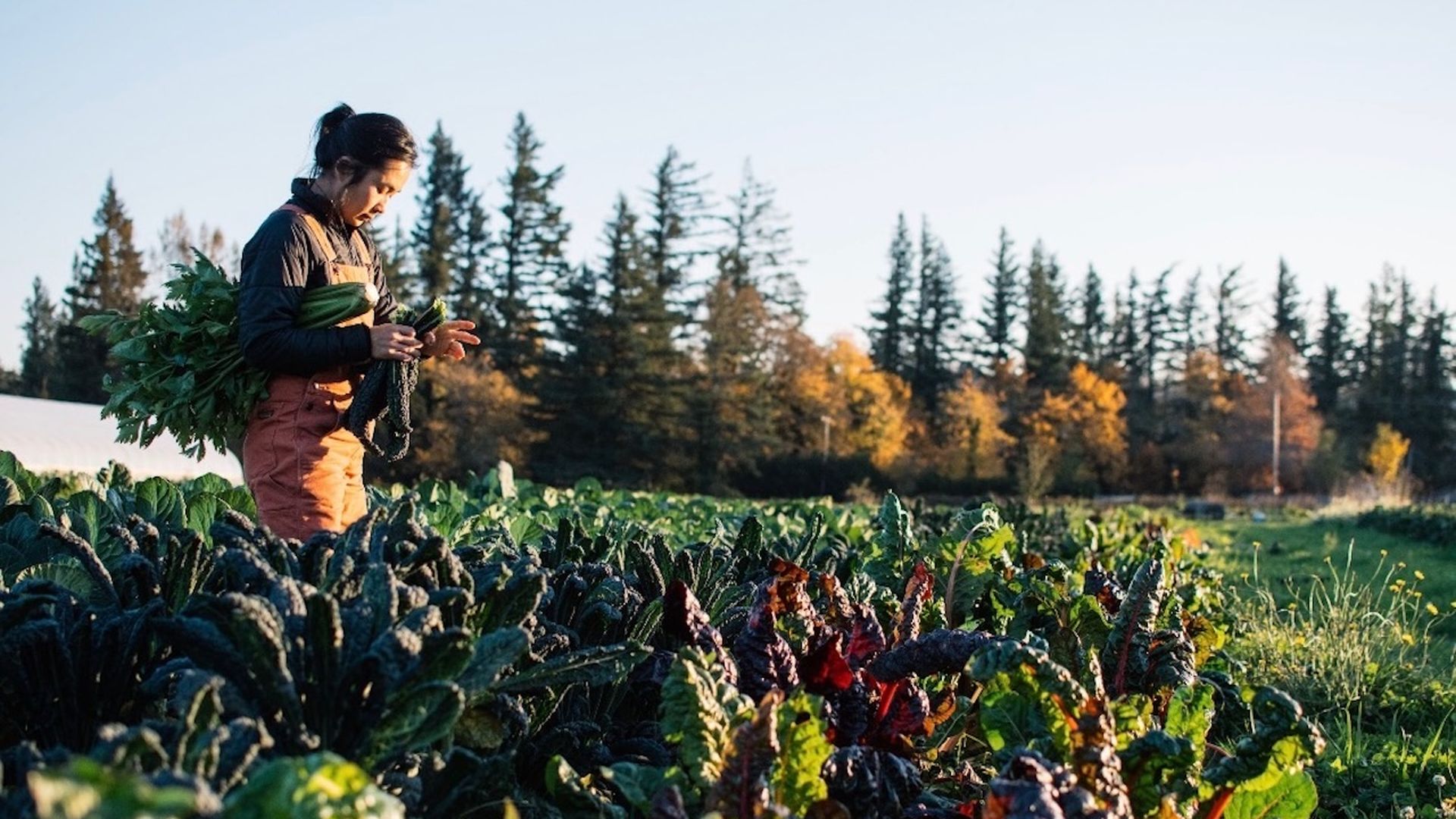 Person in orange overalls and a dark jacket harvests leafy greens in a sunlit farm field; foreground shows kale, with evergreen trees and autumn foliage in the background.