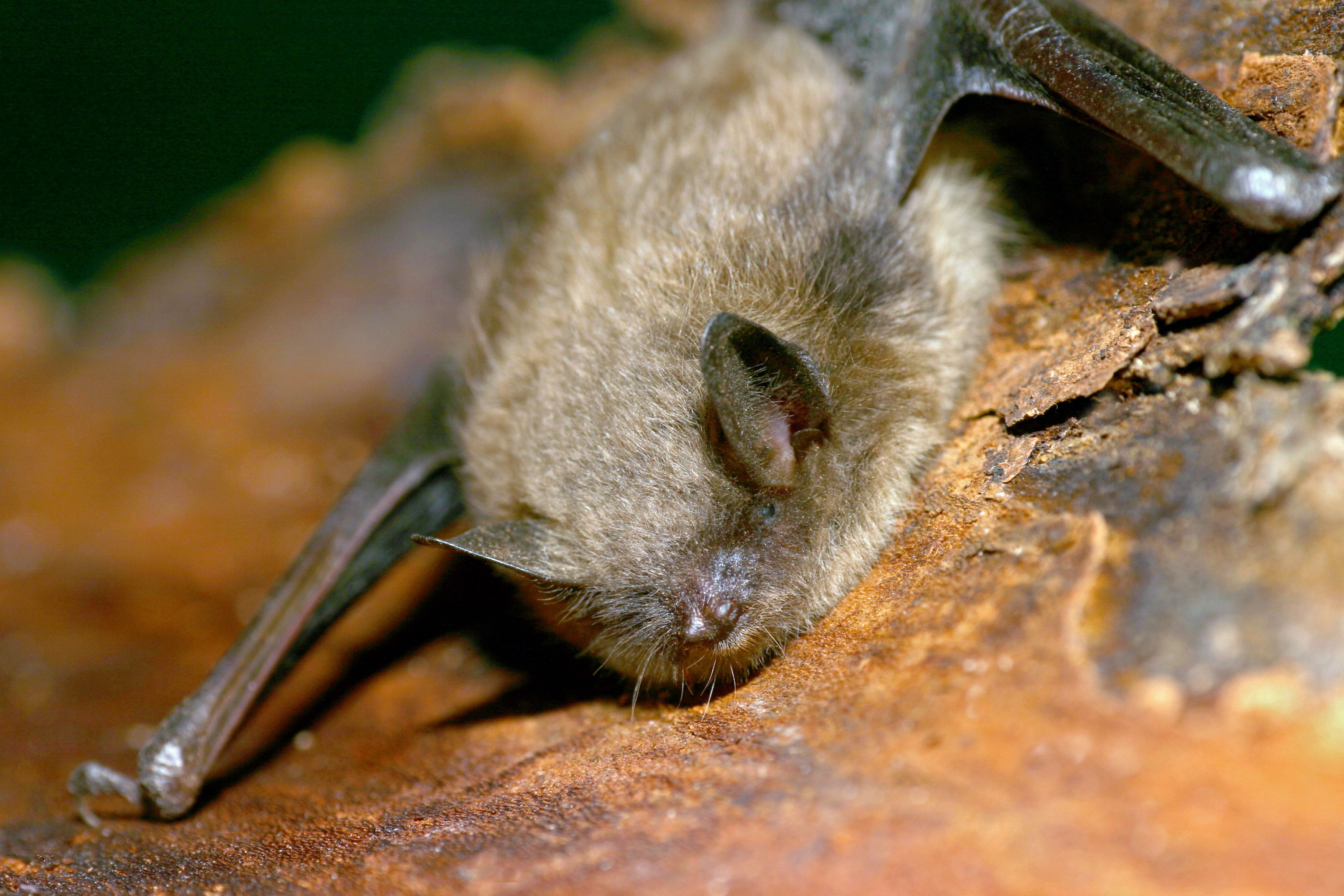 Close-up of a small bat with light brown fur clinging to a rust-colored rock; wings folded, ear and nose visible, eyes closed as it sleeps in a crevice.