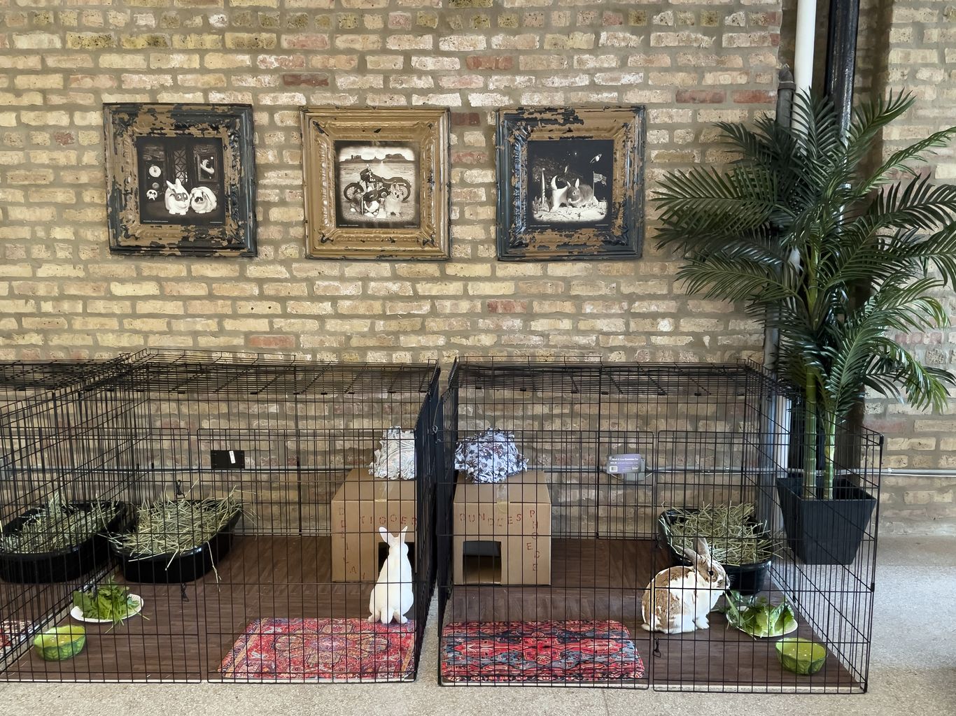 Luxury bunny hotel Hare BnB opens in Chicago - Axios Chicago