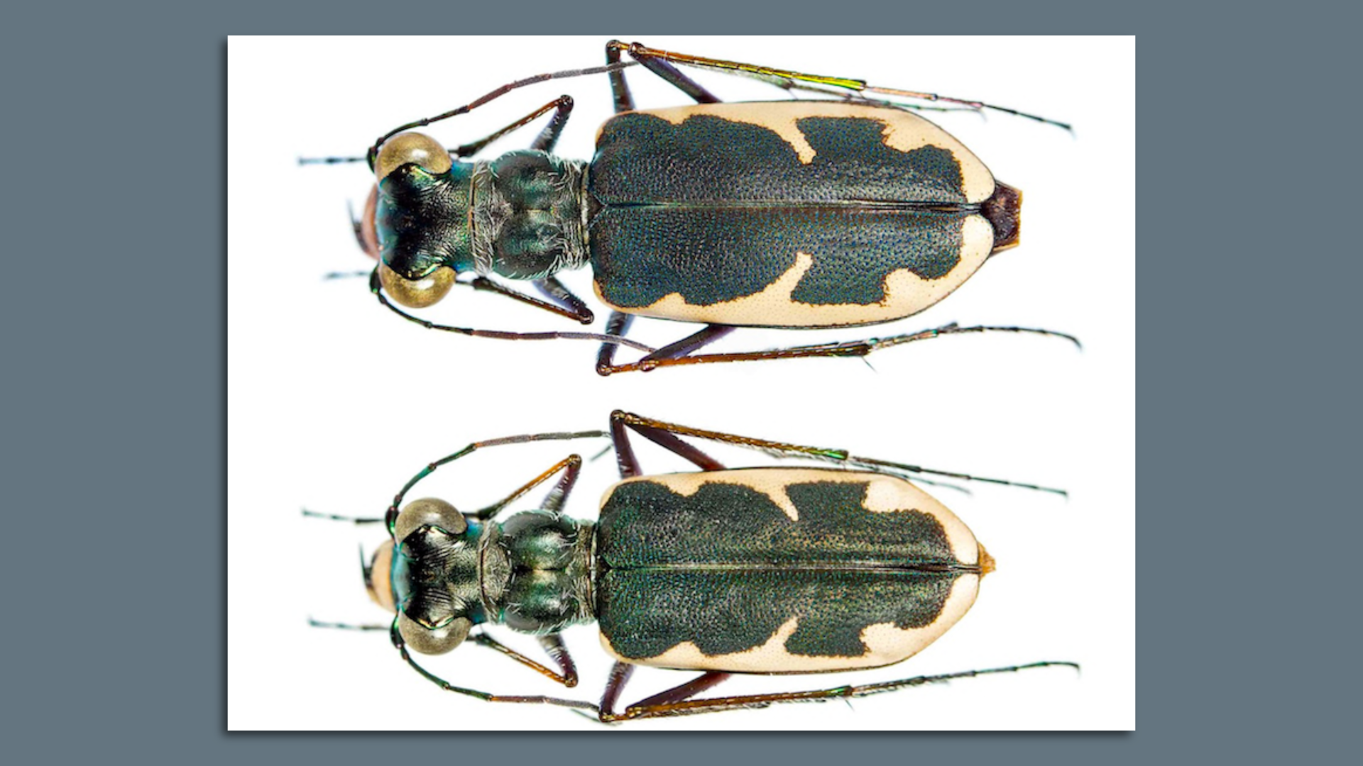 Photo of a male and female beetle. 