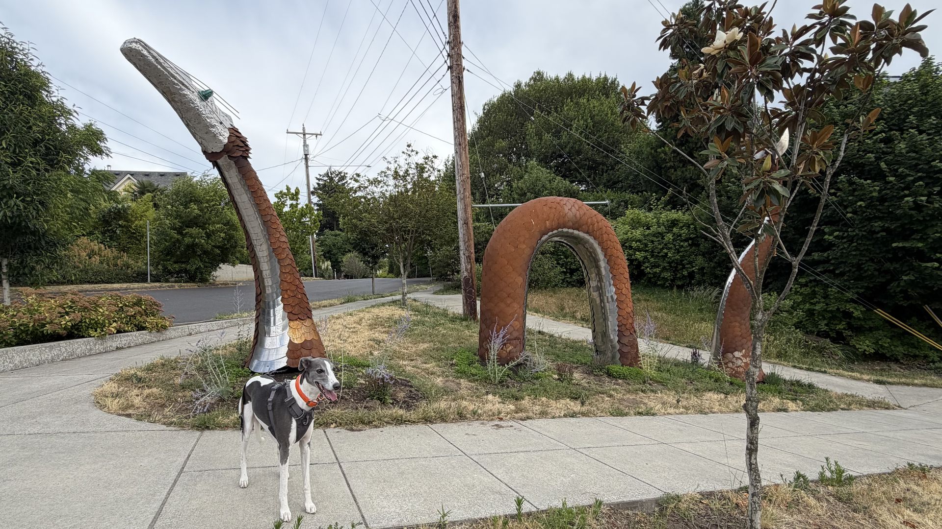 A greyhound with an orange collar stands on a sidewalk in front of a yard with two large rust-colored metal serpents curling through a grassy median; power lines and trees line a street.