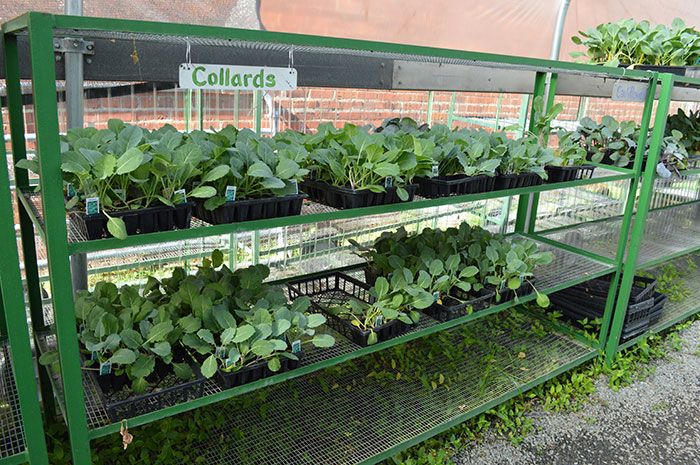 collards-renfrow-farms