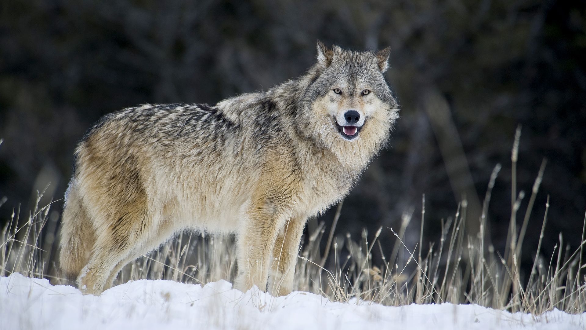 Gray-brown wolf standing in a snowy field with dry grass, facing the camera with mouth slightly open in a smile; dark, blurred forest forms the background.