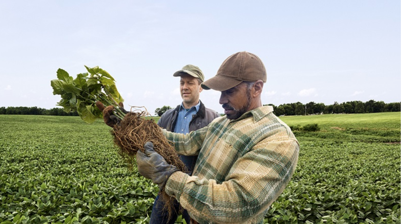 Two farmers looking at soybeans. They are standing in a soybean field.