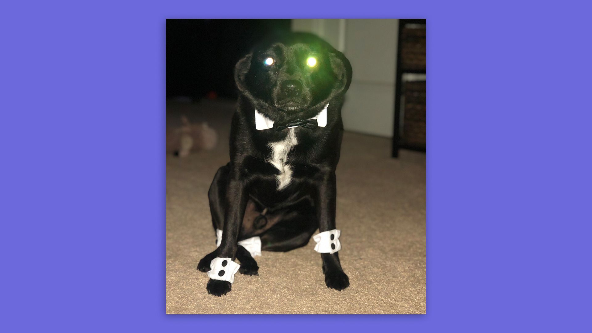 A dog dressed in a tuxedo-style bow tie and paw cuffs.