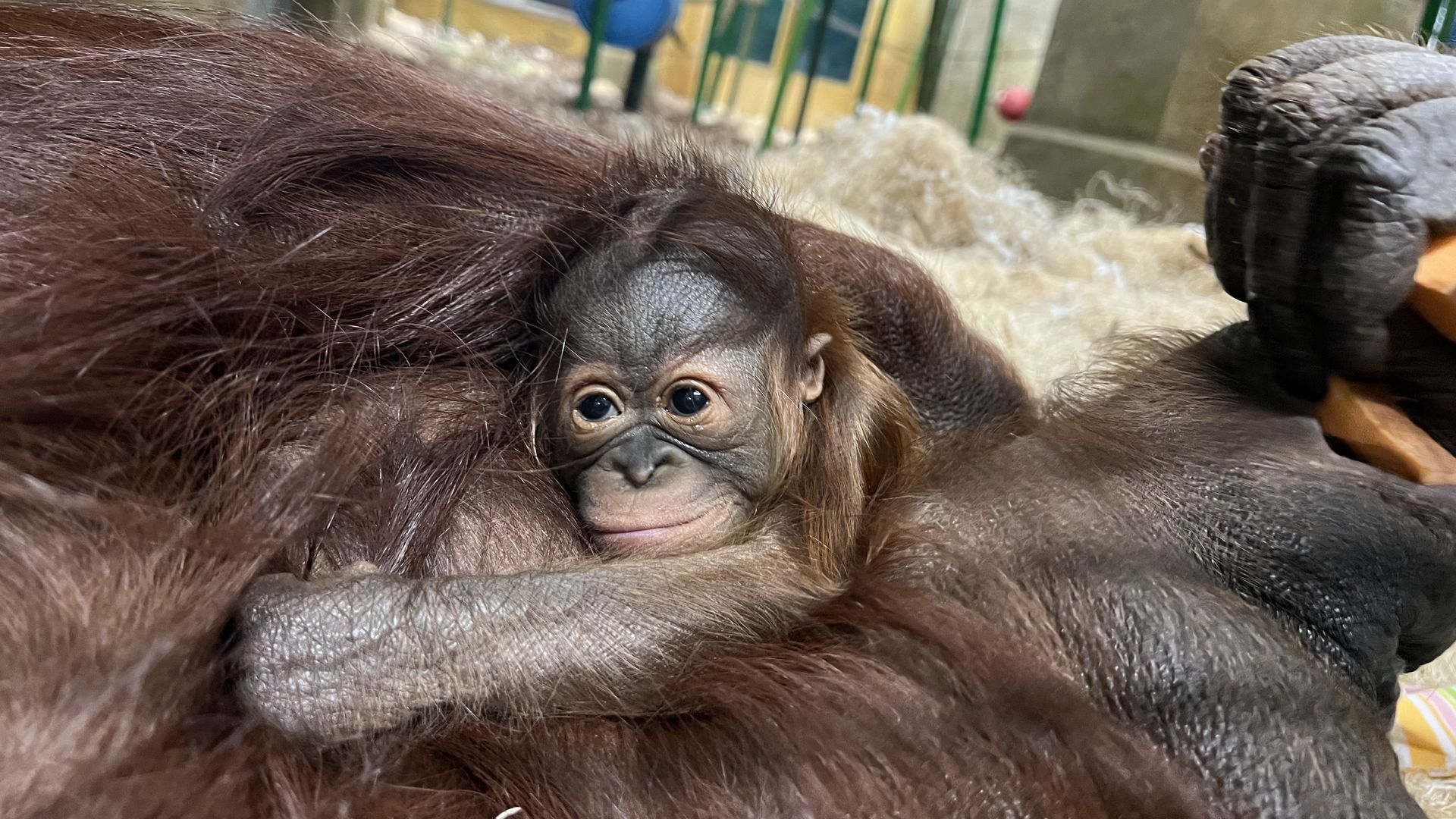 A baby Bornean orangutan nestles up against her mother and smiles