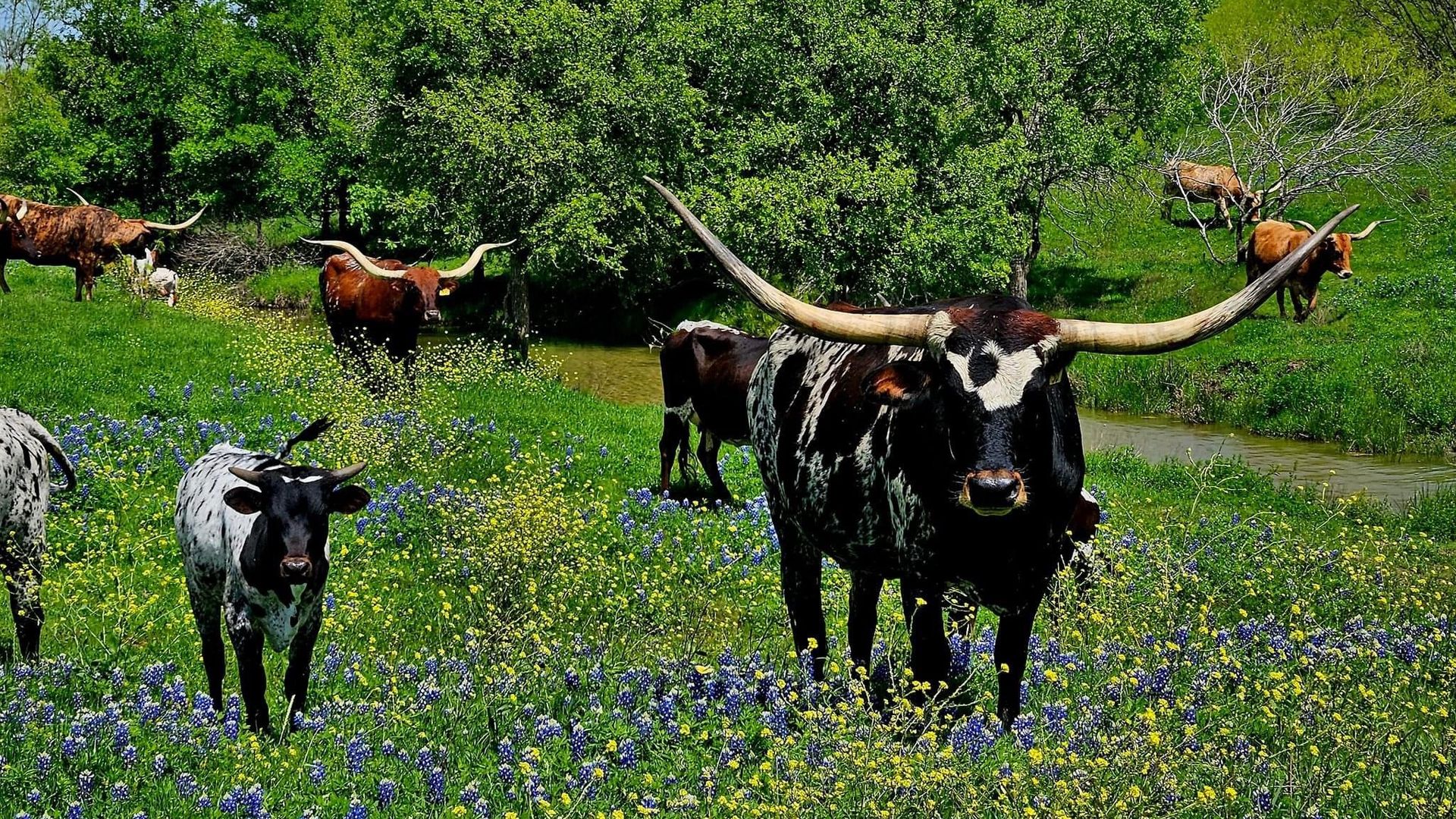 Longhorn adults and babies stand in a field of bluebonnets