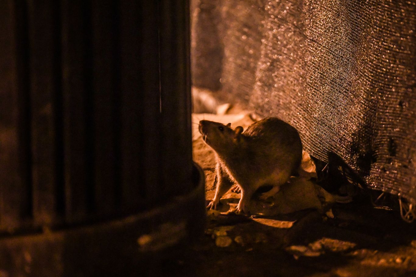 An Insider's Look at Trapping Urban Rodents - Pest Control Technology