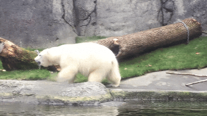 A young polar bear walks through a zoo enclosure and bites down on an orange traffic cone.