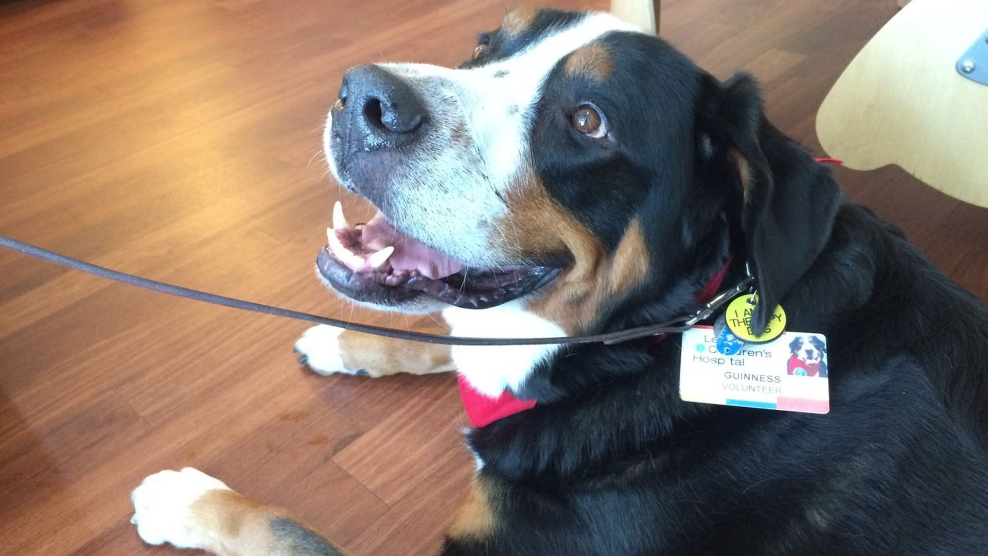 Guinness dog outlet collar