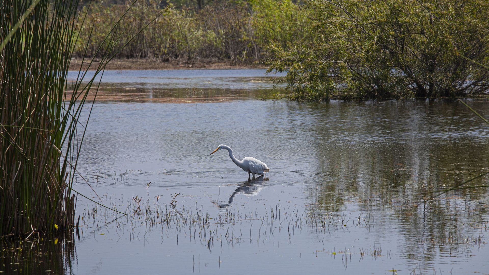 In this image, a heron walks in a marshland