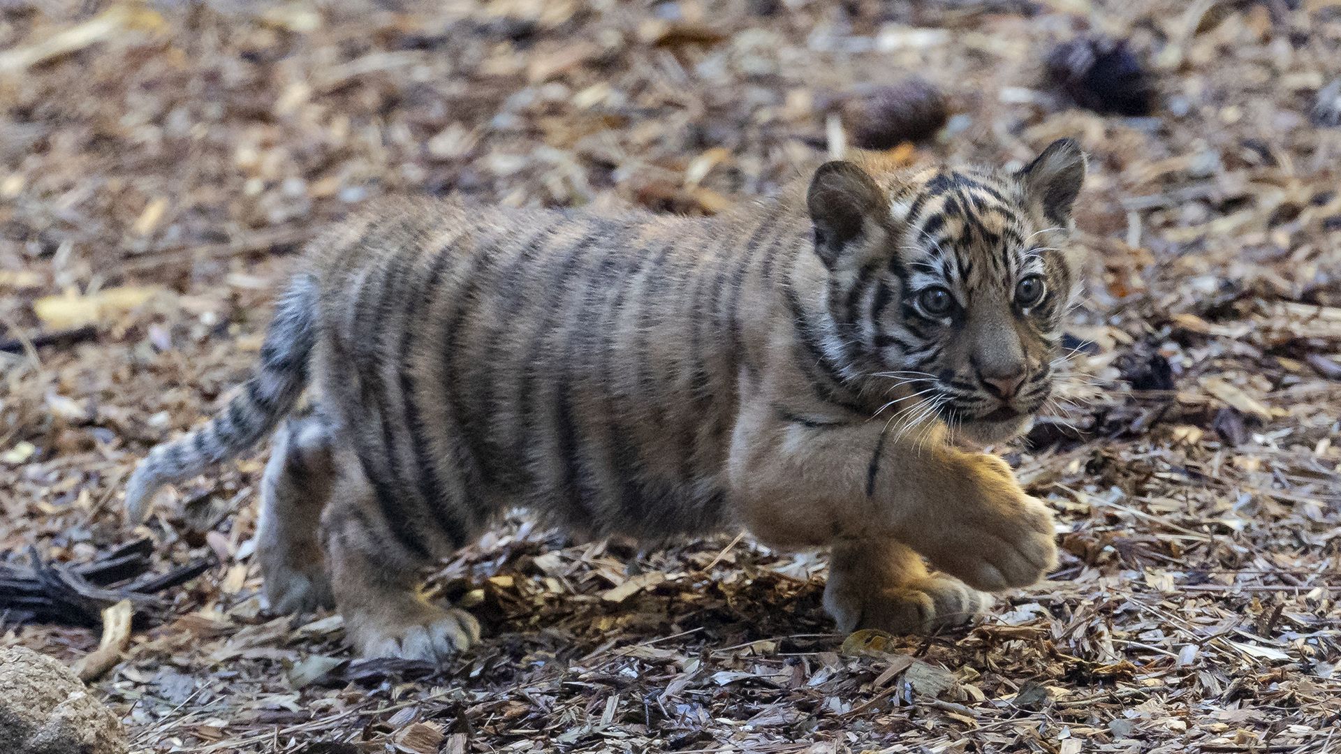 A baby tiger walking.