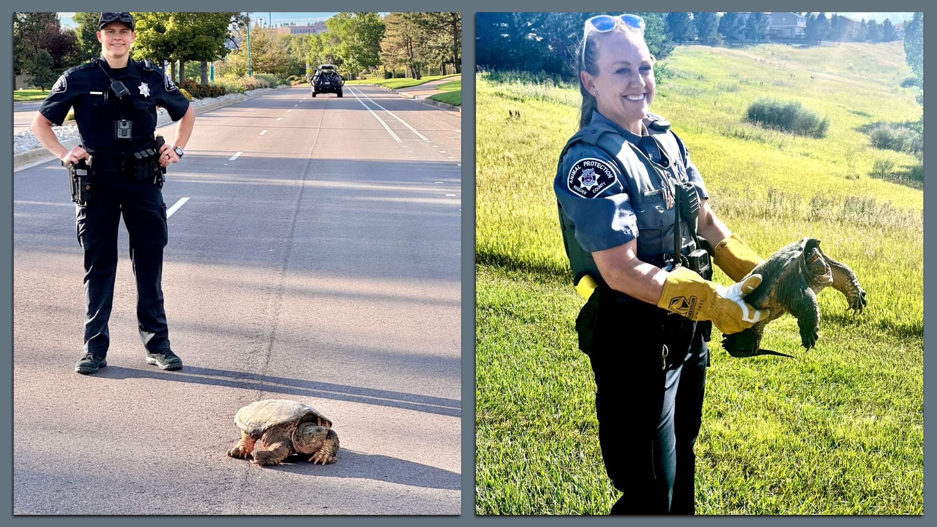 Two images: left shows a sheriff's deputy standing on a road behind a snapping turtle; right shows a smiling animal protection officer wearing yellow gloves, holding the turtle in a grassy field.