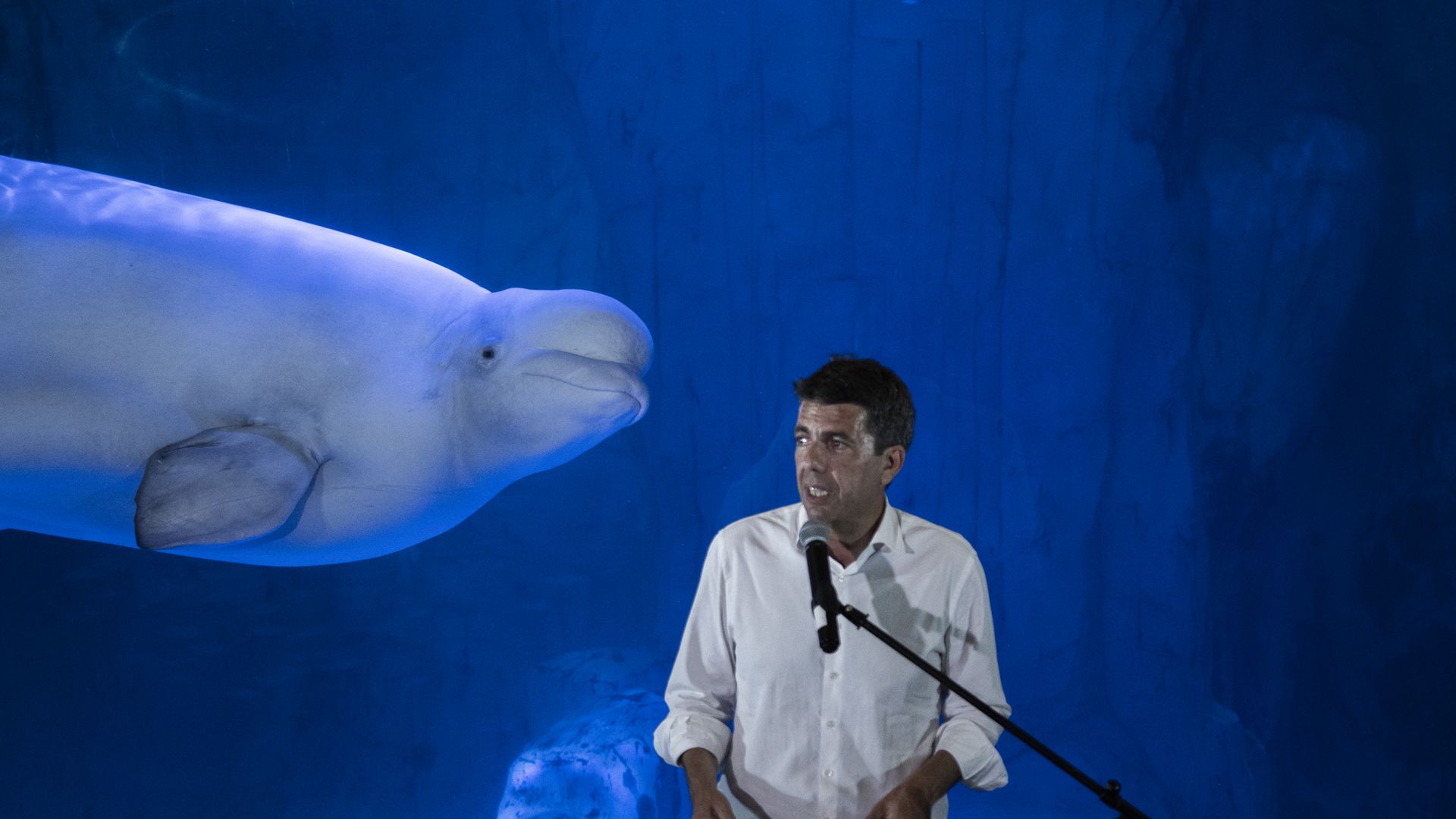 The President of the Generalitat, Carlos Mazon, speaks at the Oceanografic of Valencia in Spain in front of beluga whales on June 19, 2024. 