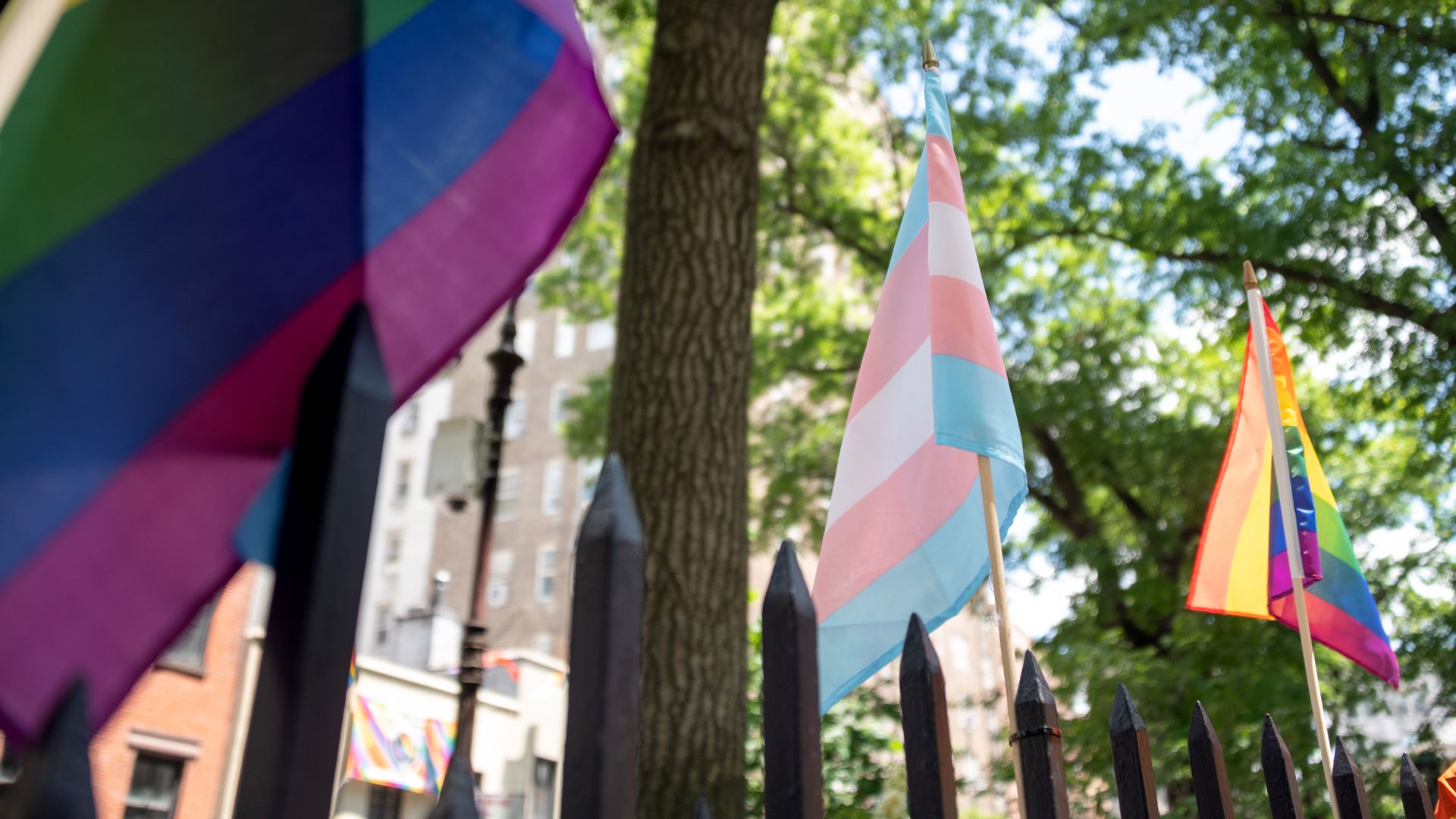 Photo of a trans flag perched on a fence between two rainbow flags at an outdoor park