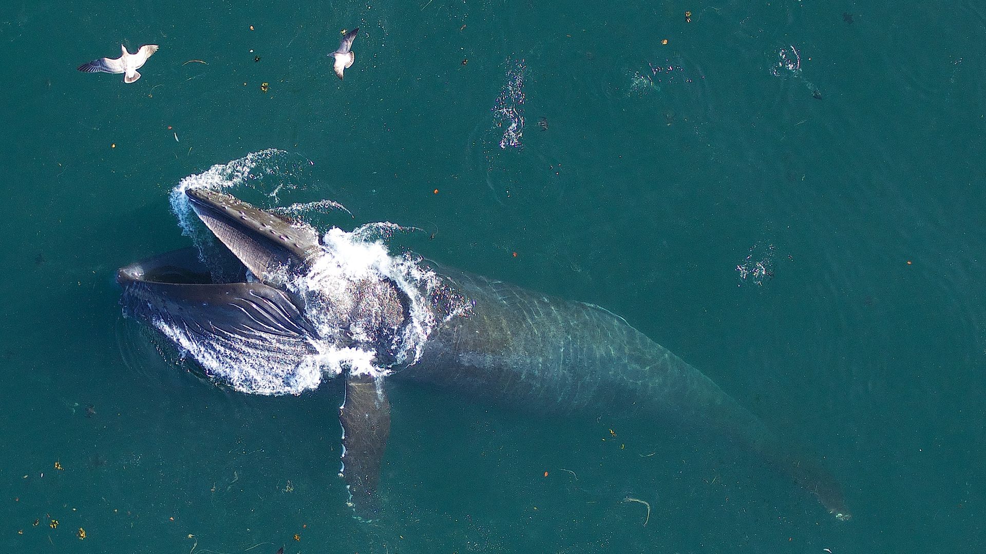 A humpback whale feeds off coast of California.