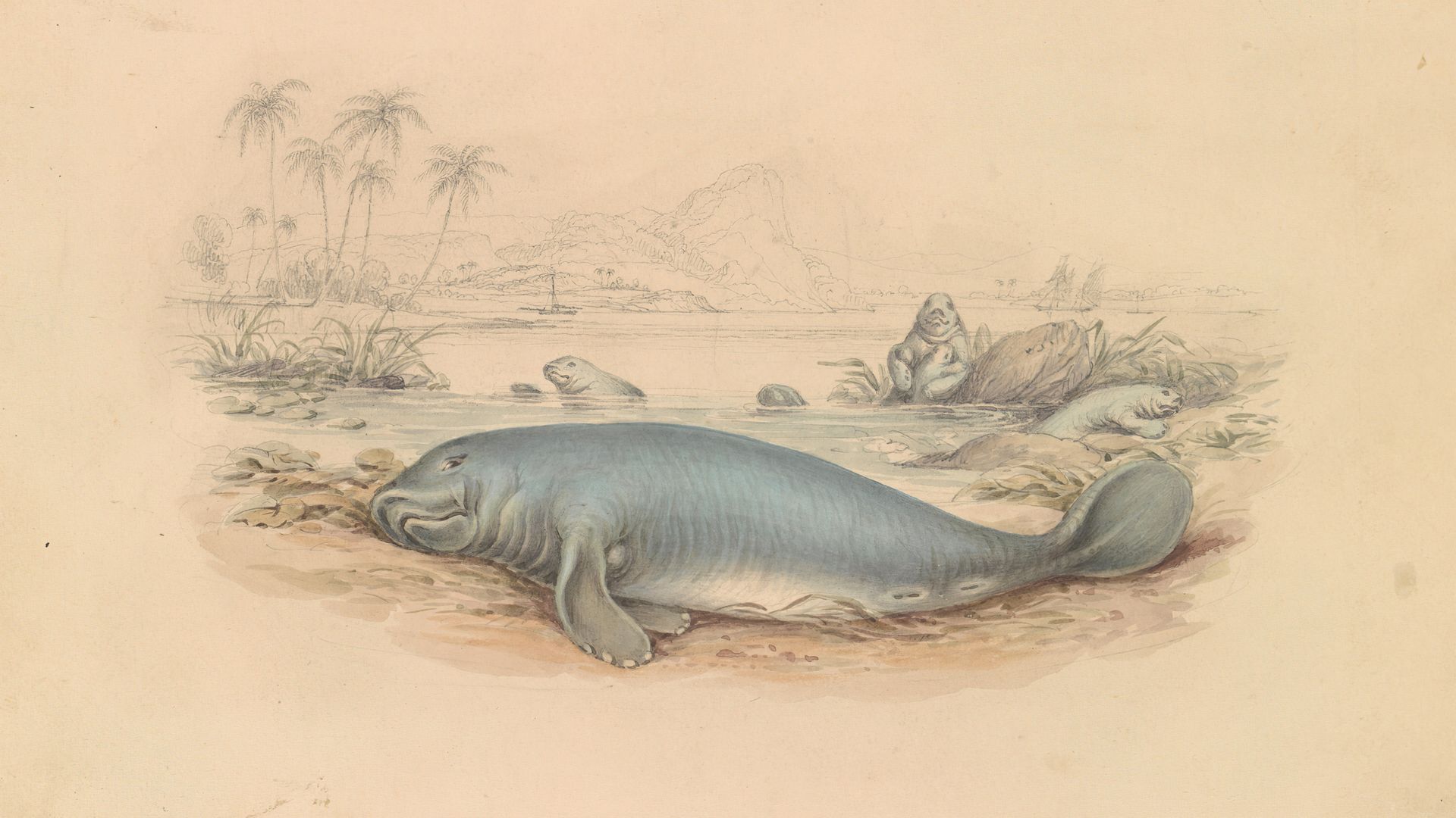 illustration of a beached manatee