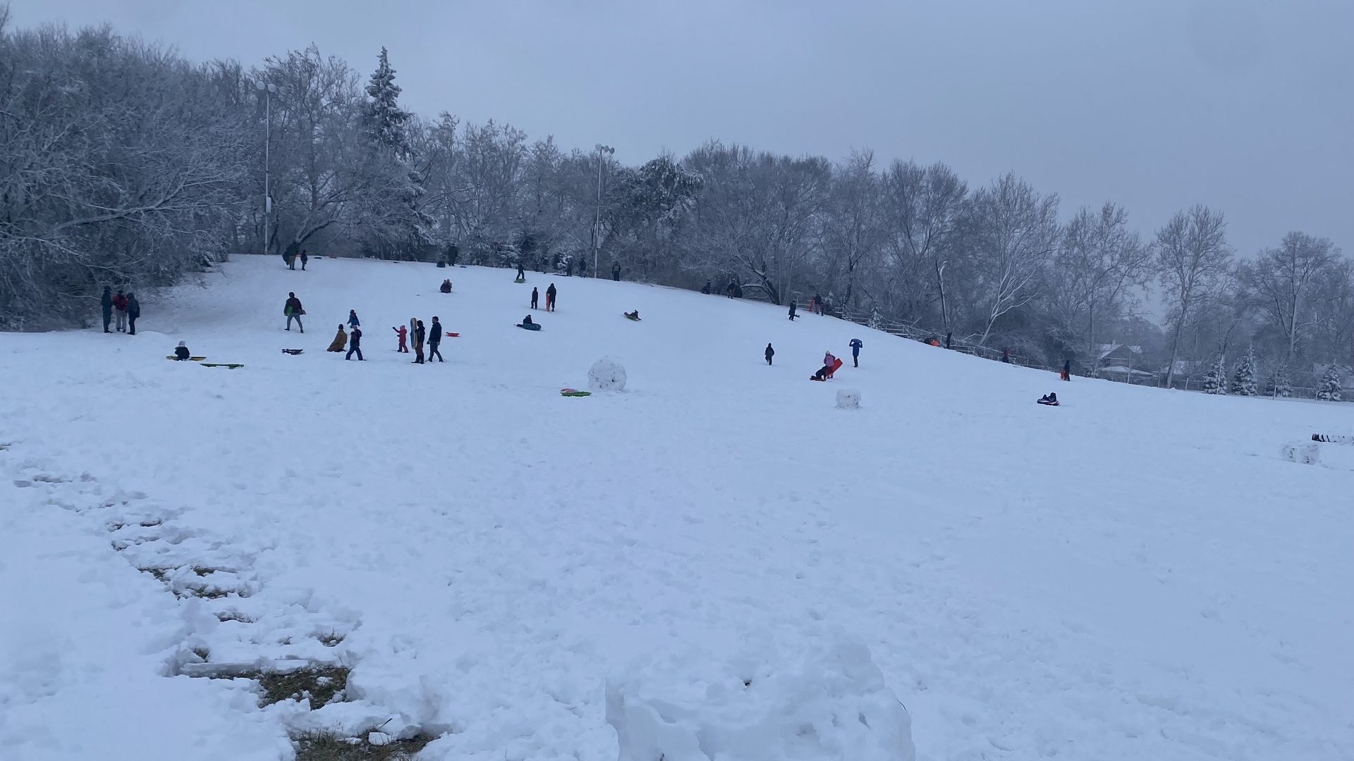 A hill has kids sledding down it, rimmed by trees.
