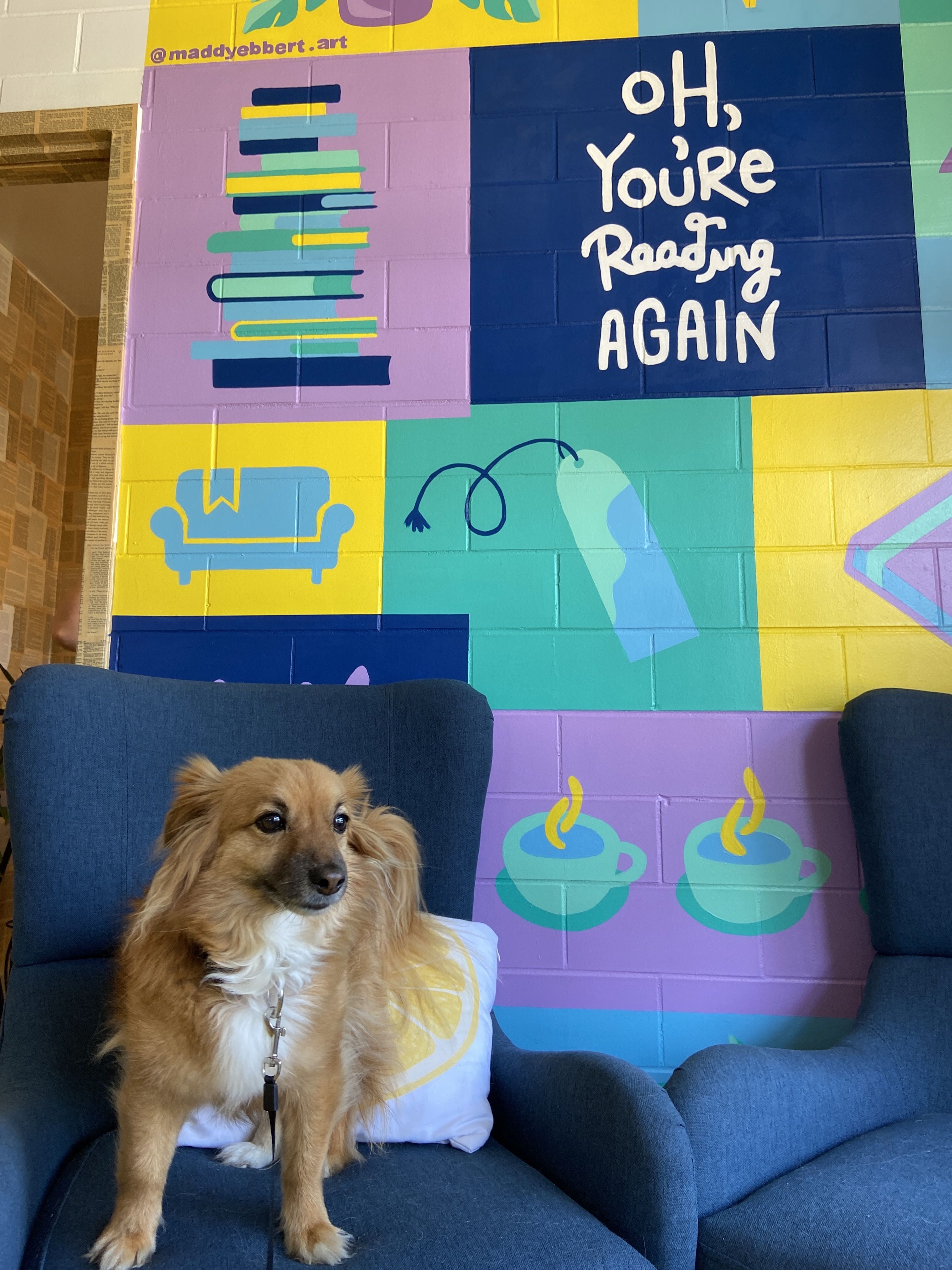 That's Novel Books dog in a chair in front of a mural. The dog's name is Taco.