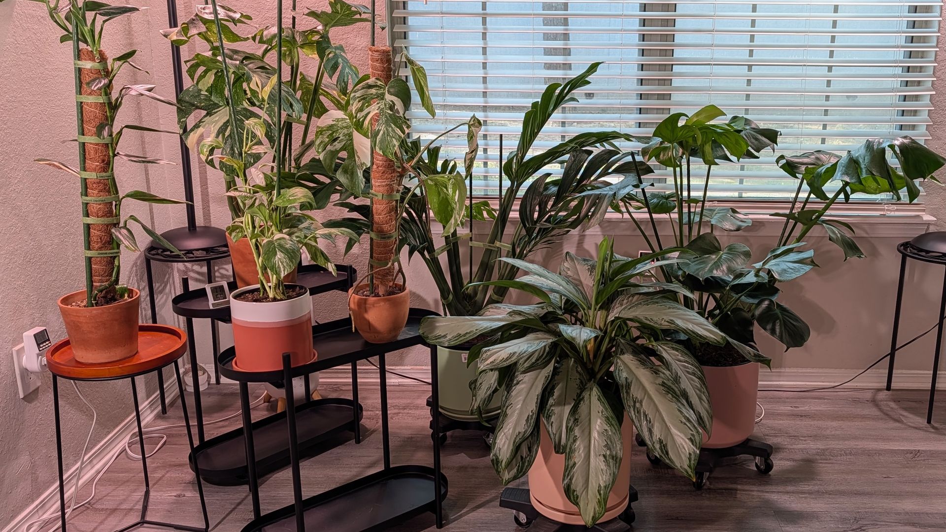 Indoor plant corner by a window with white blinds. A variety of large leafy houseplants, some variegated, in terracotta pots on black metal stands; cables and a timer visible.
