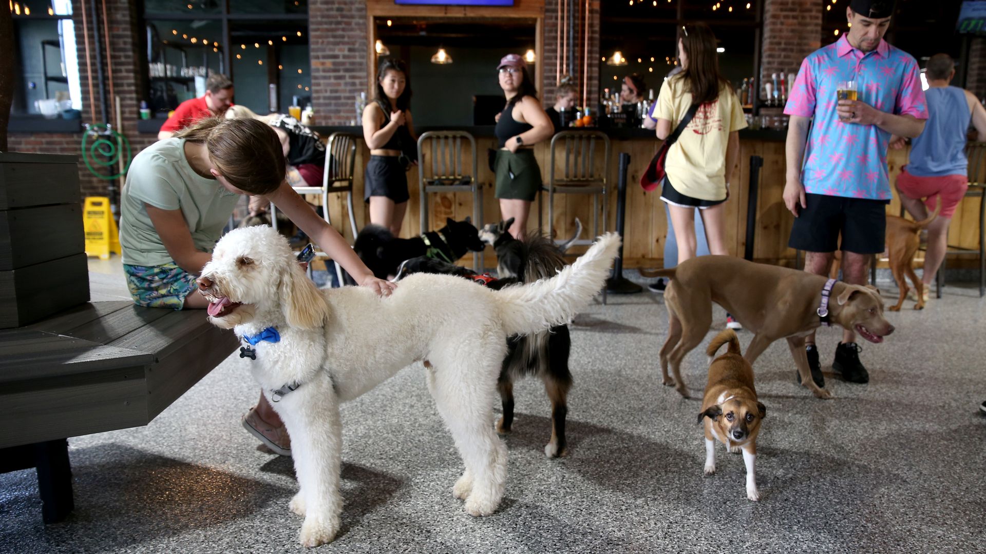 About a half dozen dogs walk around, sniff each other and act like good doggos inside Park-9 Dog Bar in Everett.