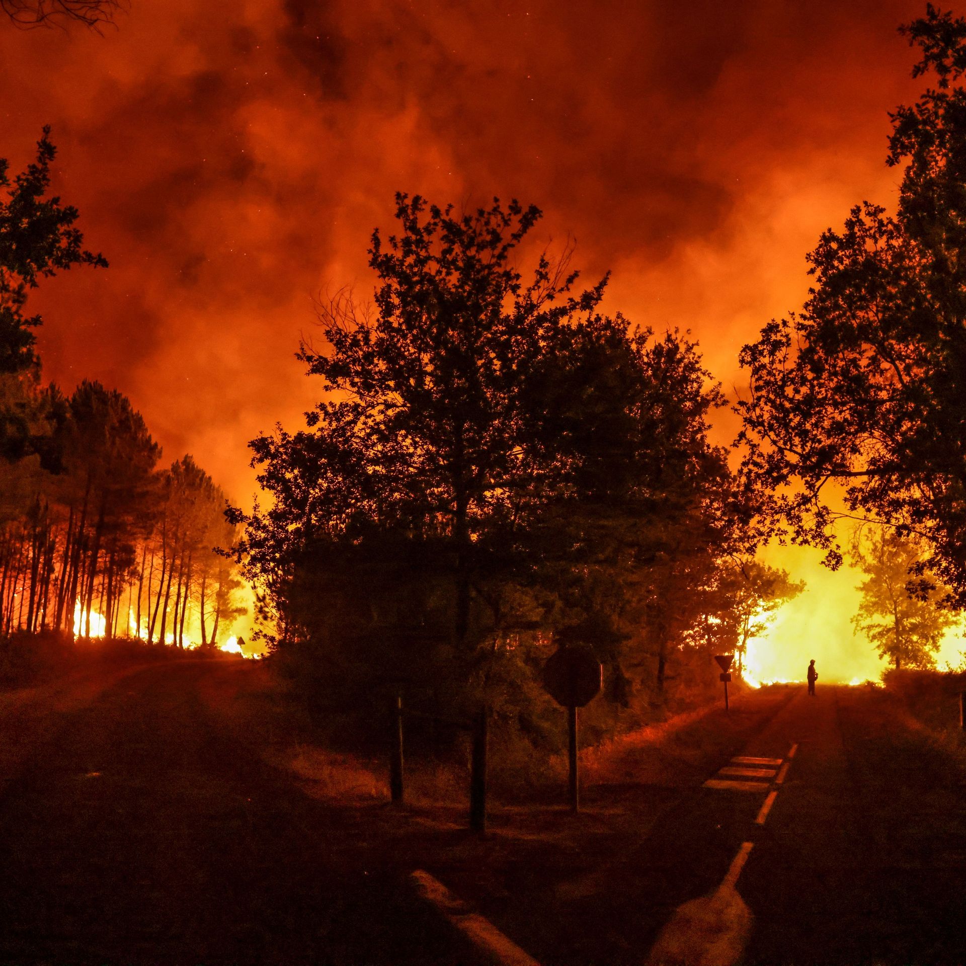 Picture of a wildfire at night with a tree in the middle of the frame.