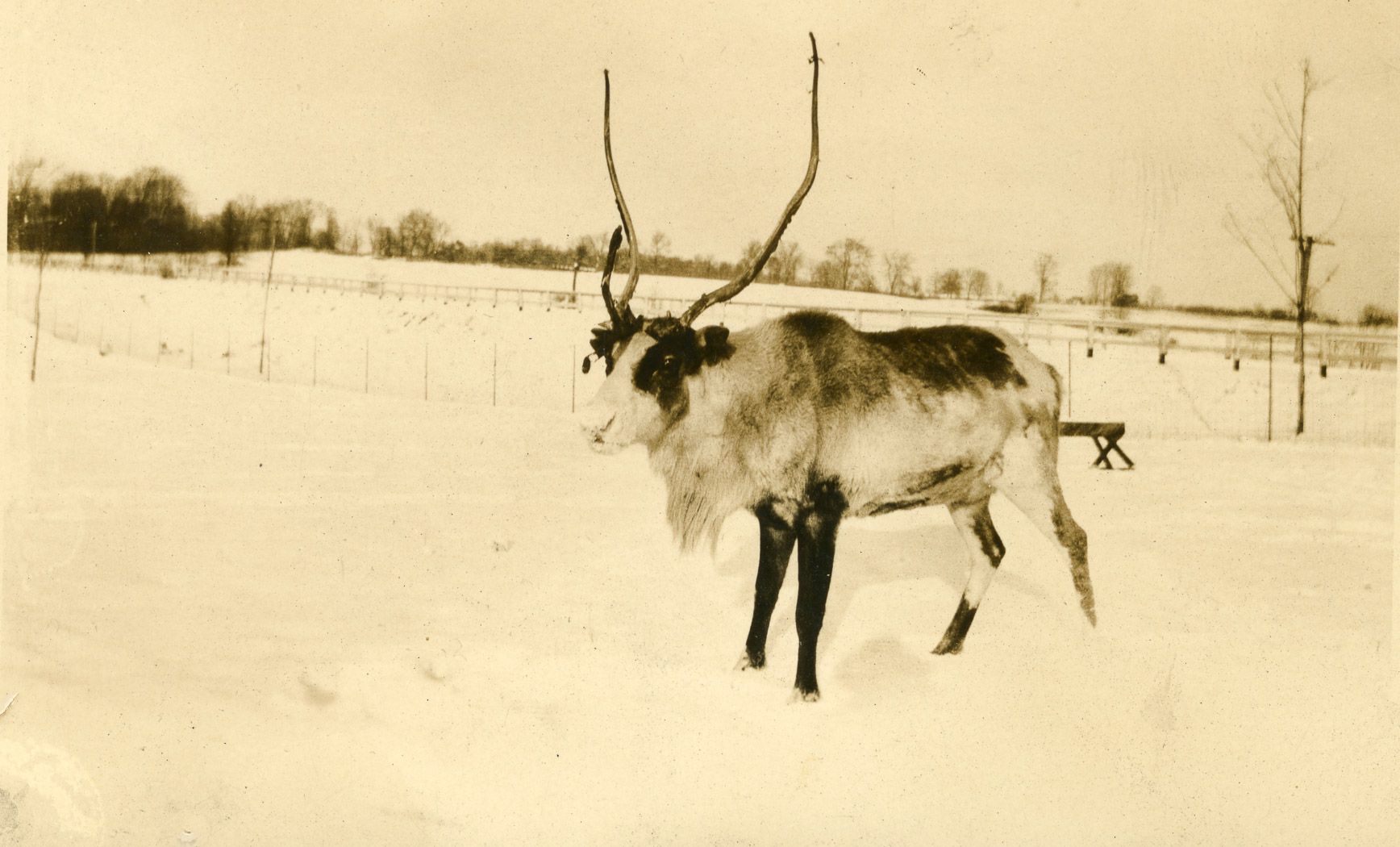Sepia-toned photo of a large reindeer standing in a snow-covered field, with fences and bare trees in the distance.