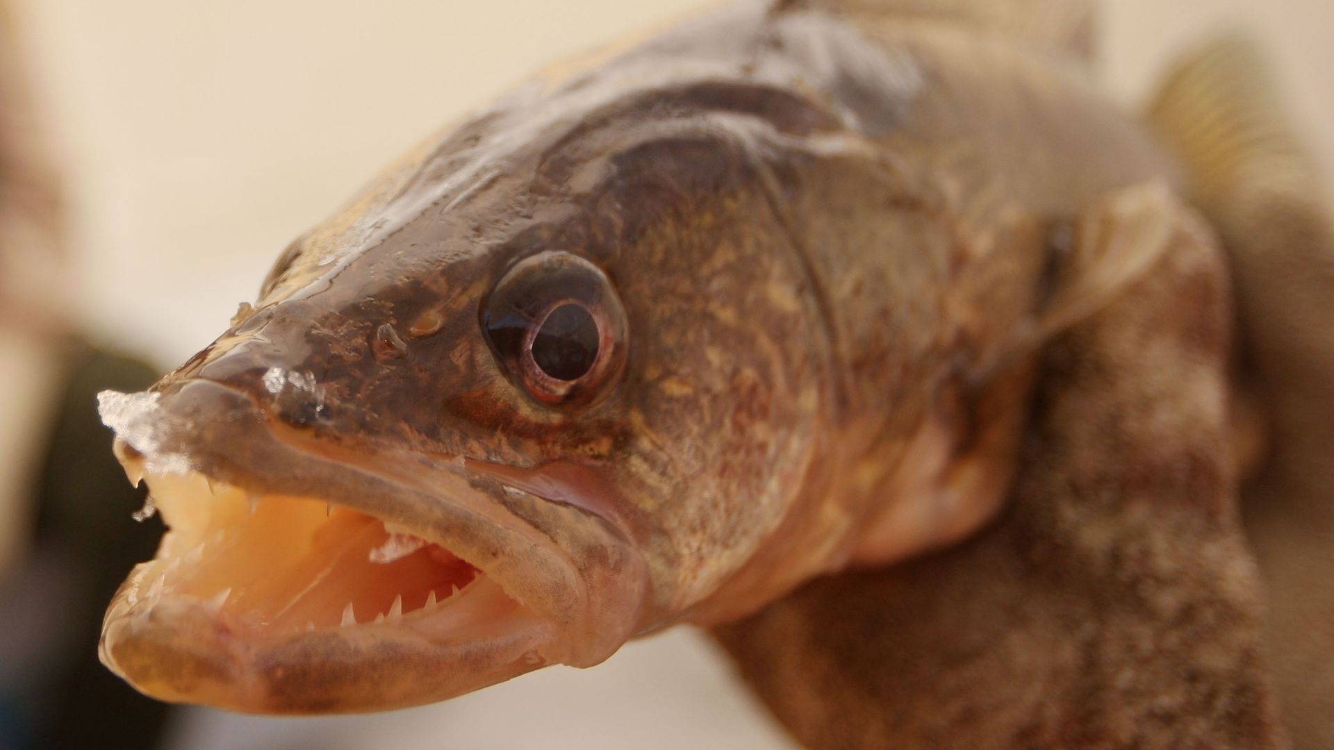 Close up of a walleye fish 