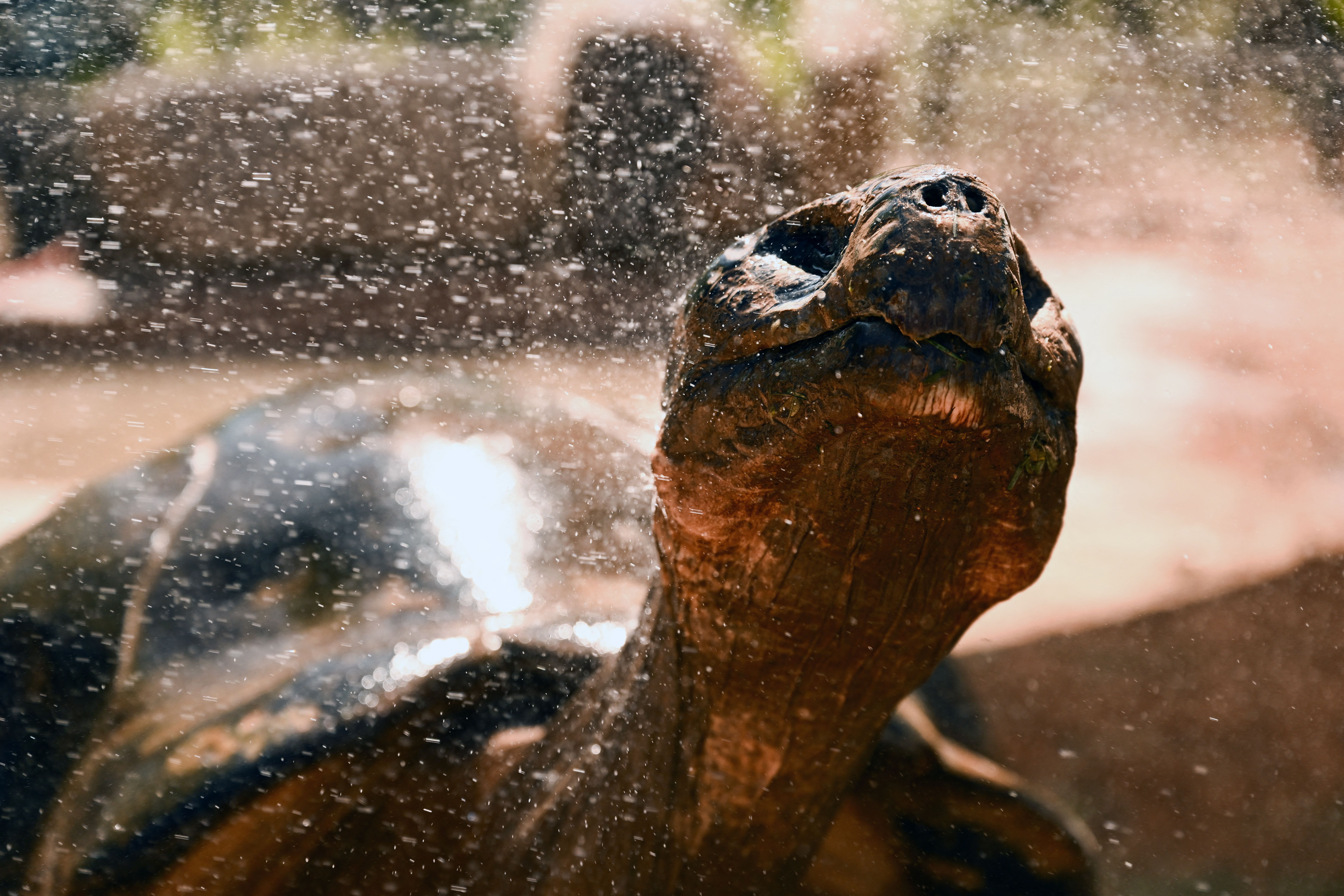 "Elvis" a Galapagos Tortoise is sprayed with water as staff at the Phoenix Zoo take extra measures to keep animals and guests cool during a record heat wave in Phoenix, Arizona on July 19, 2023. 