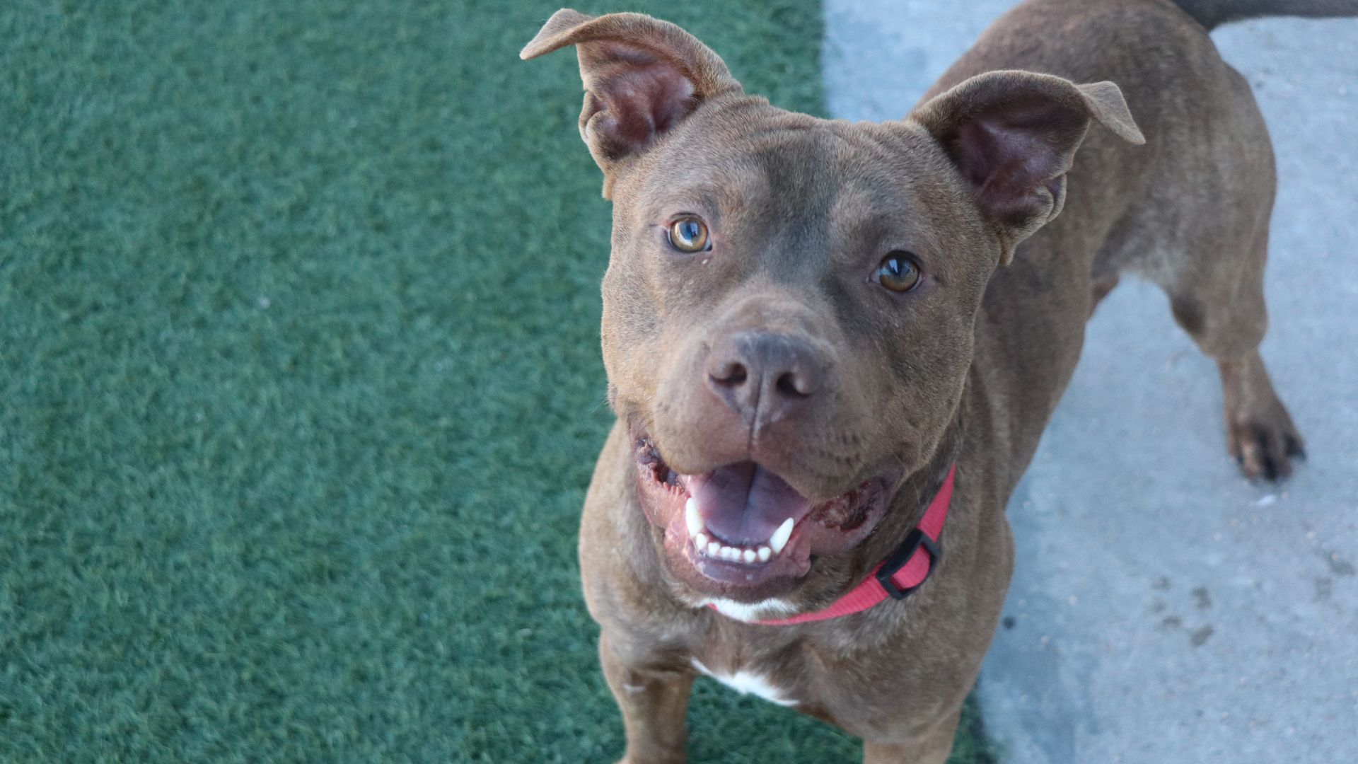 A dog available for adoption at Dallas Animal Services 