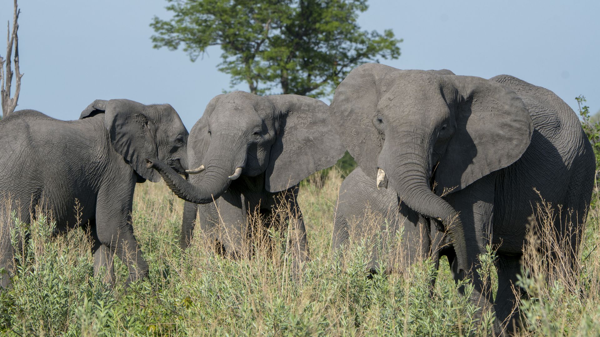 Study: Ivory trade accelerated &quot;evolution&quot; of tuskless elephants - Axios