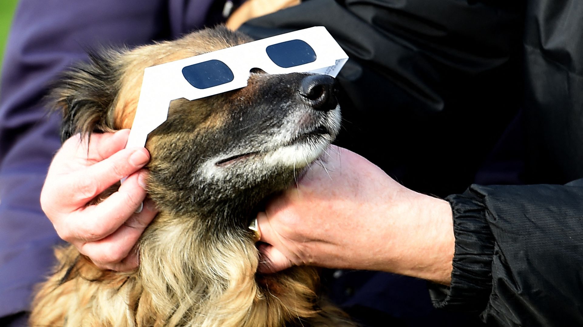 A dog wearing protective glasses