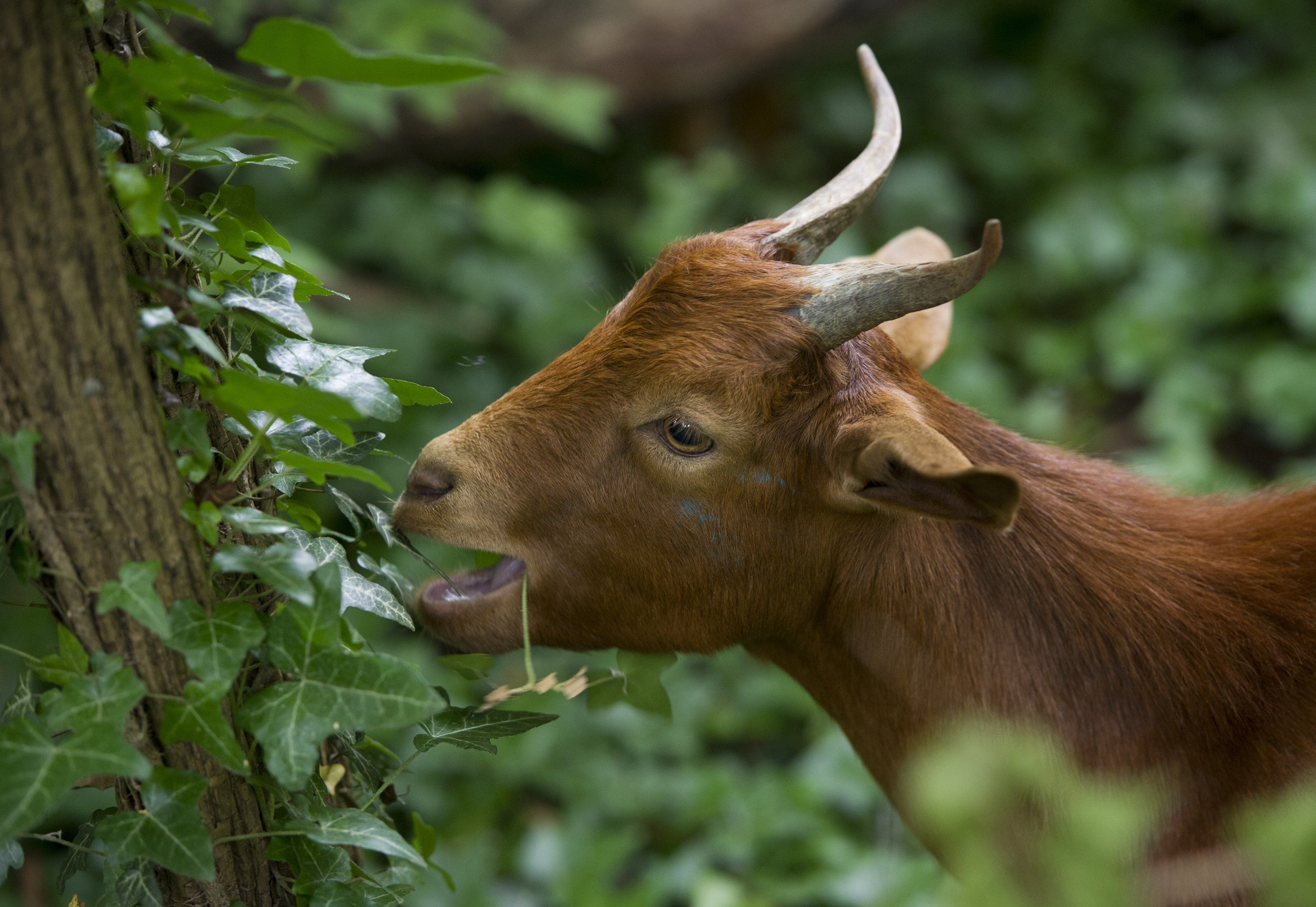 A brown cow with long curved horns peeks from the left side of the frame, surrounded by ivy-covered trunks and dense green foliage against a softly blurred natural background.