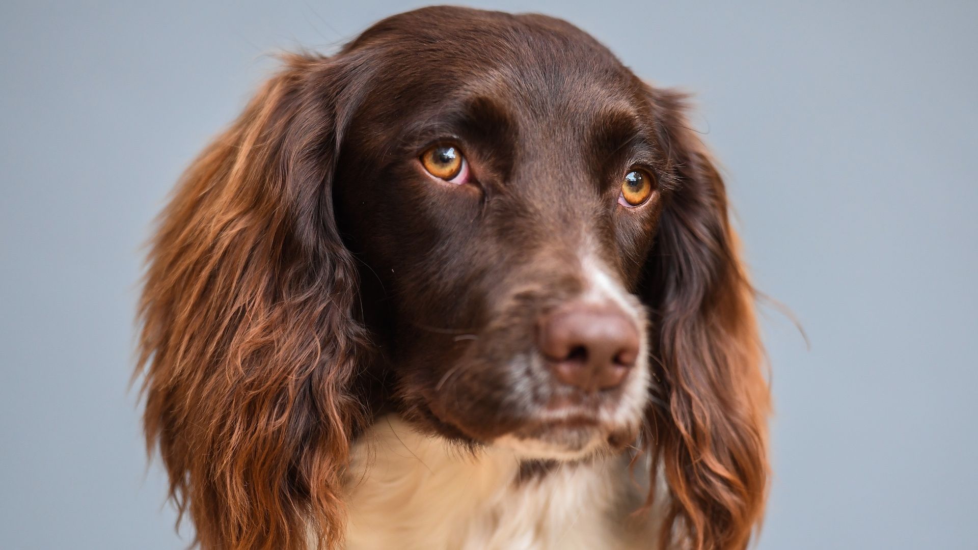 An English Springer Spaniel dog called Twiglet.
