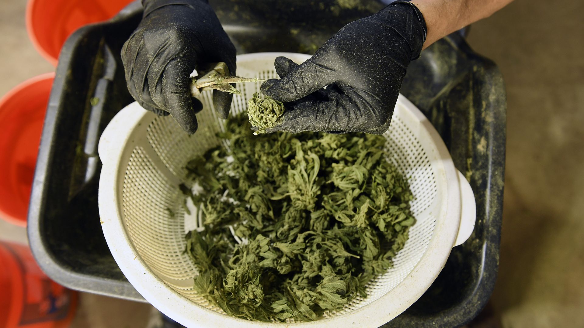 Someone pruning marijuana buds.