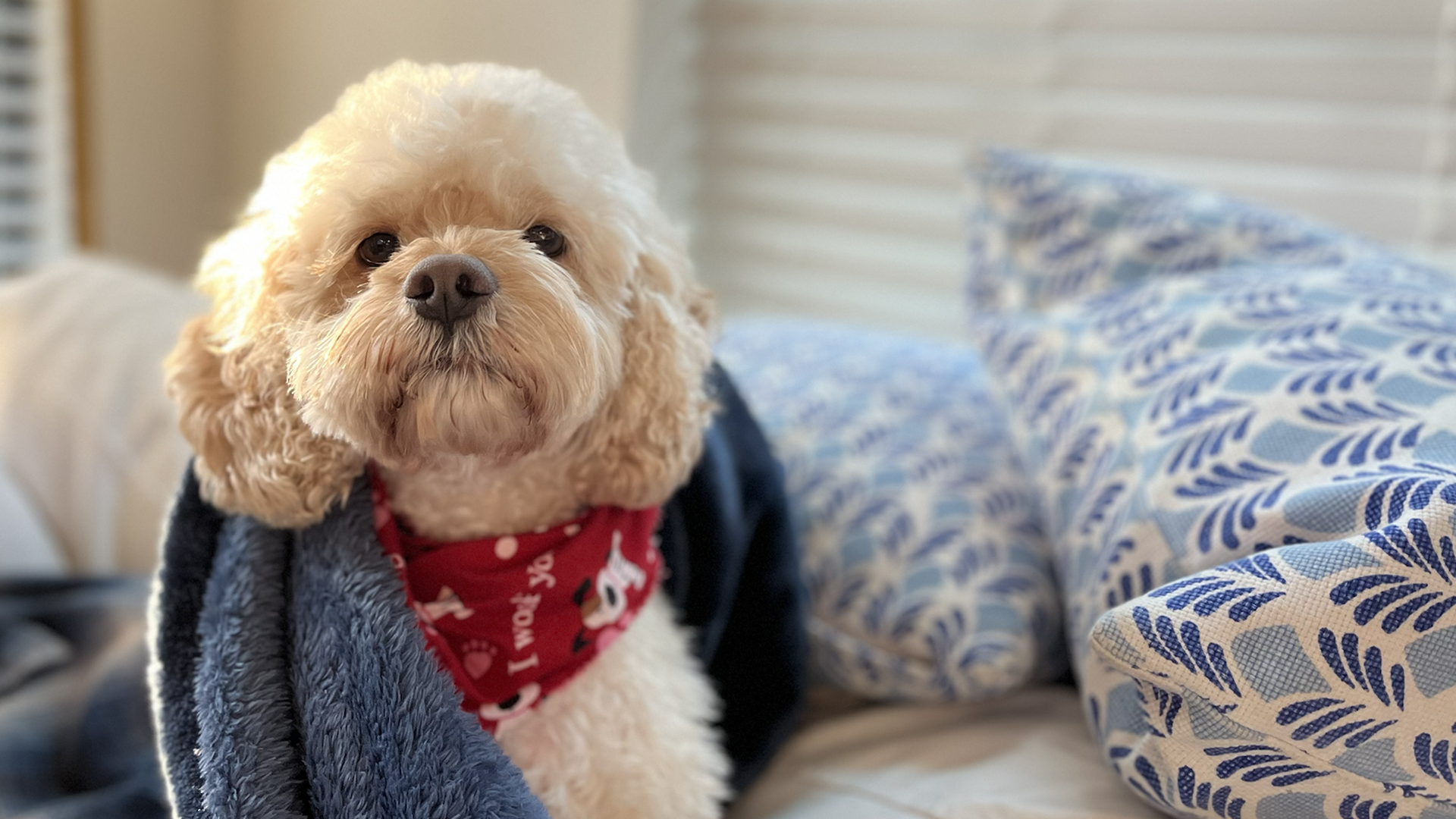 A dog sits on a bed wearing a bandana. 