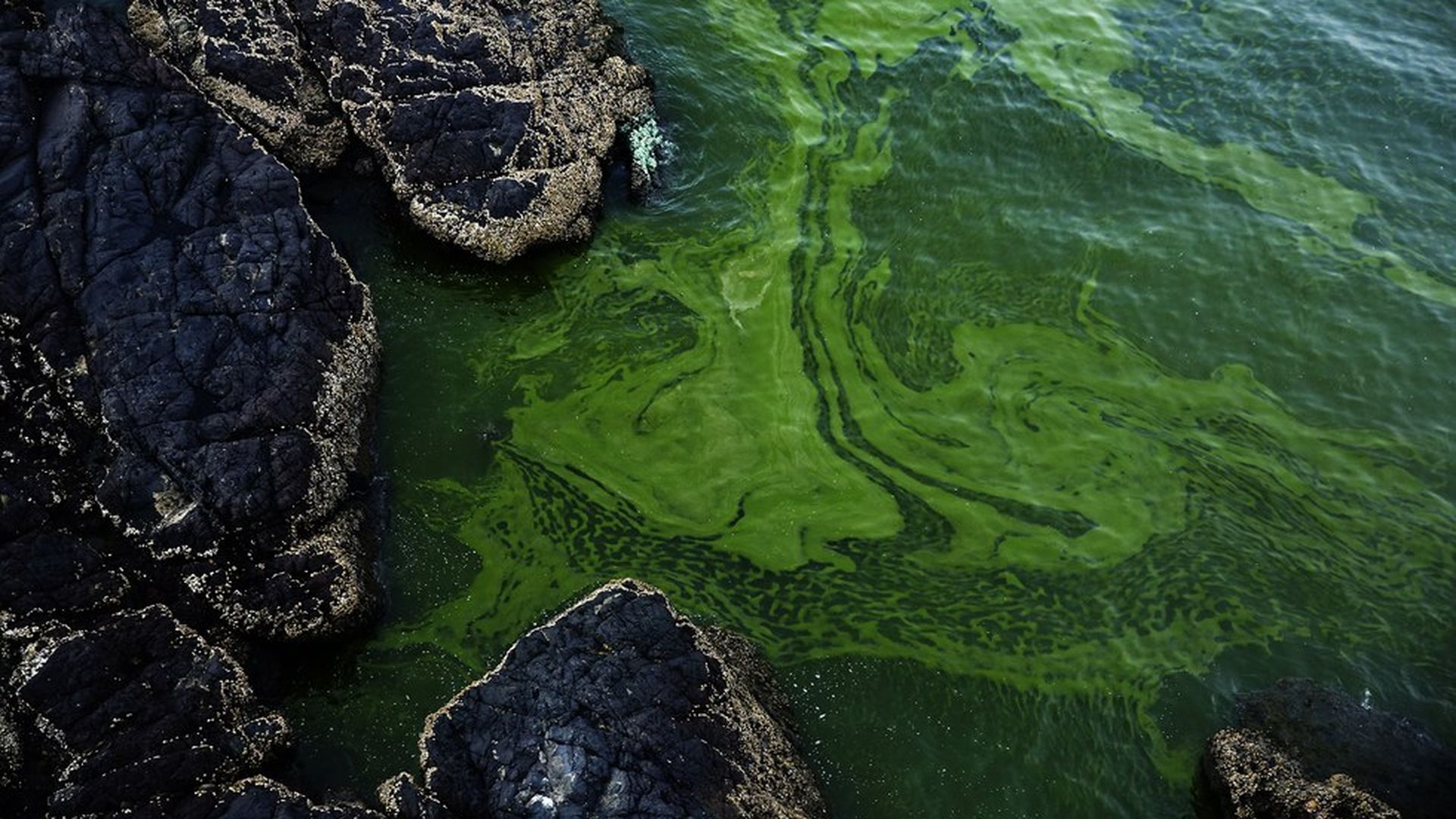 first-green-algae-on-earth-the-earth-images-revimage-org