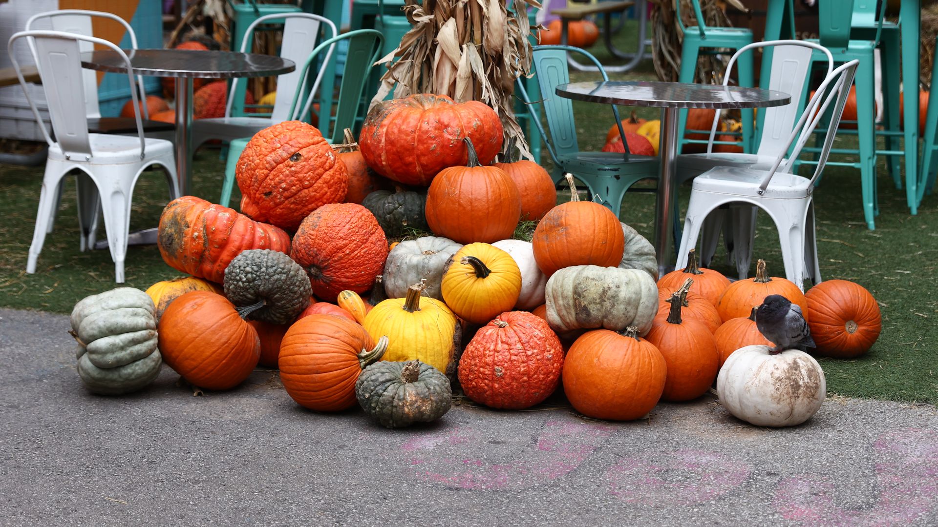 Photo of a pile of pumpkins 