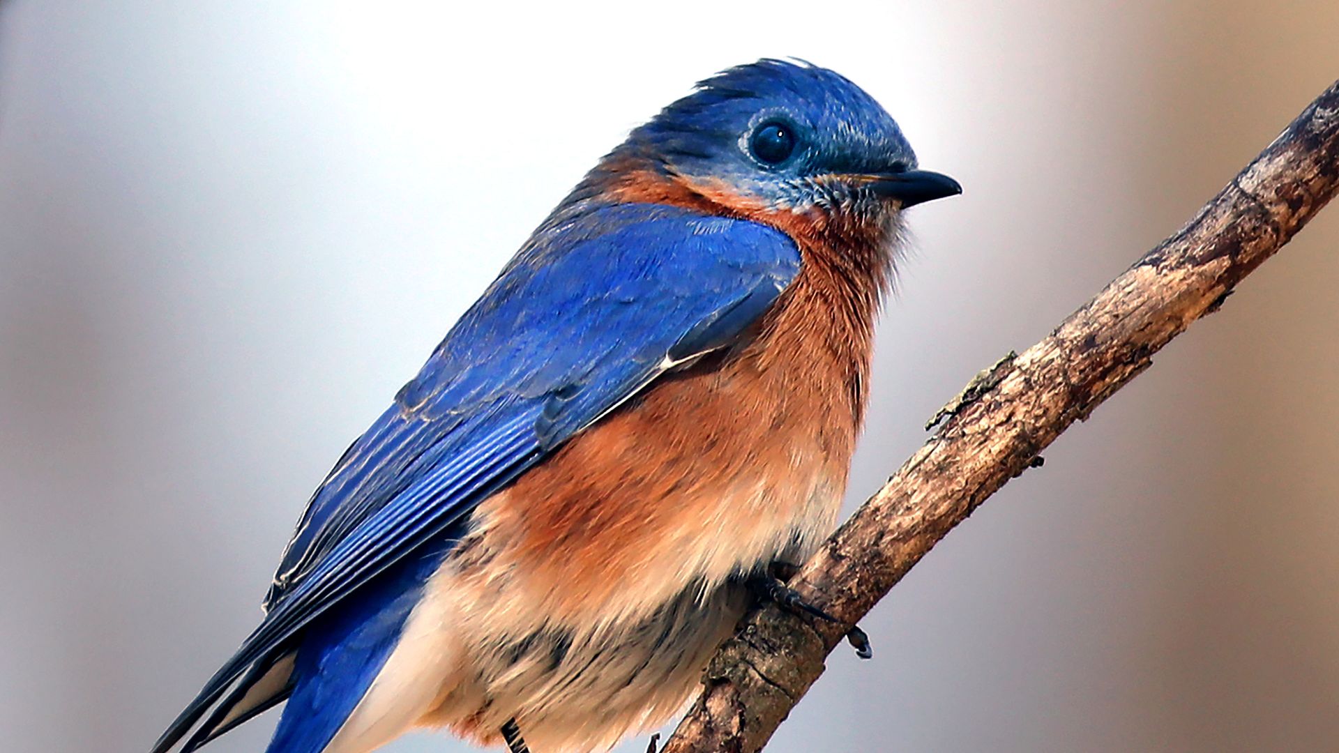 A birth with a blue beak and feathers