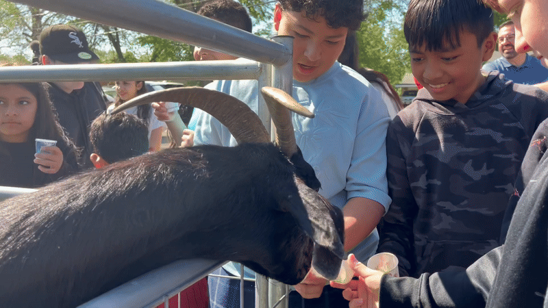kids feeding a goat