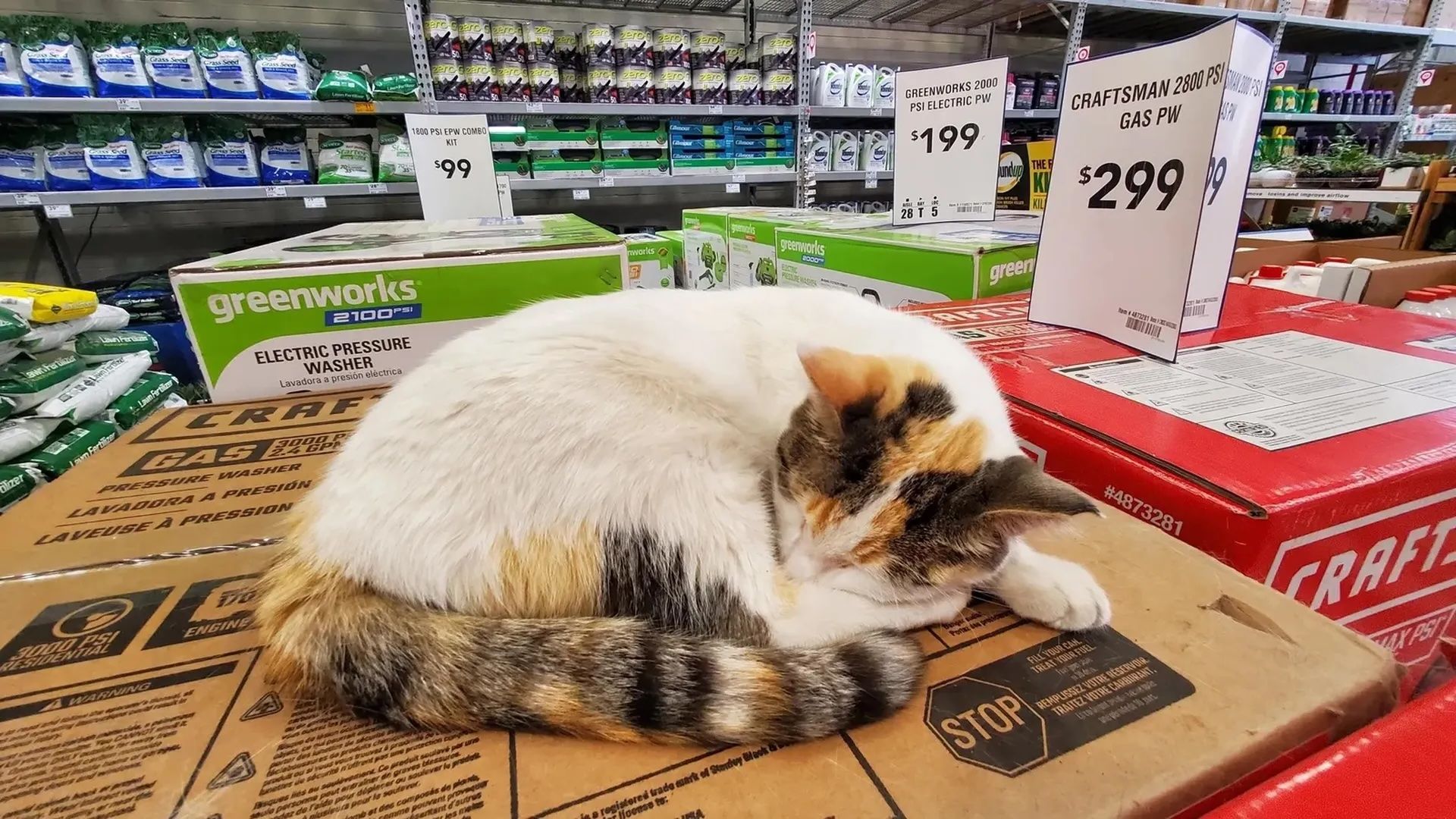 A white and calico cat is curled up and sleeping on top of a cardboard box in a store aisle displaying various pressure washers and gardening supplies with price tags.