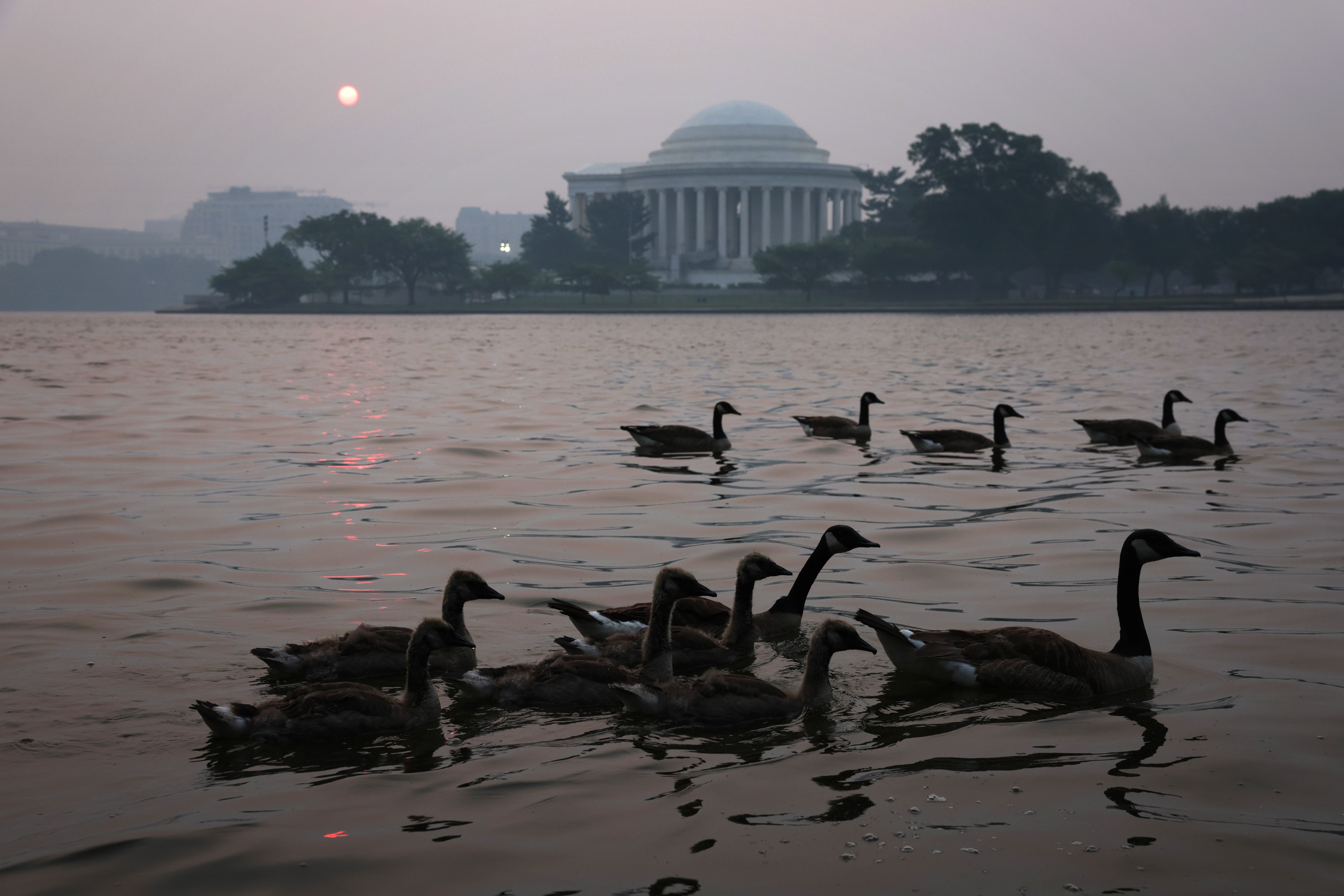 Geese swimming in front of the Thomas Jefferson Memorial as in hazy smoke covers Tidal Basin in Washington, D.C., on June 8