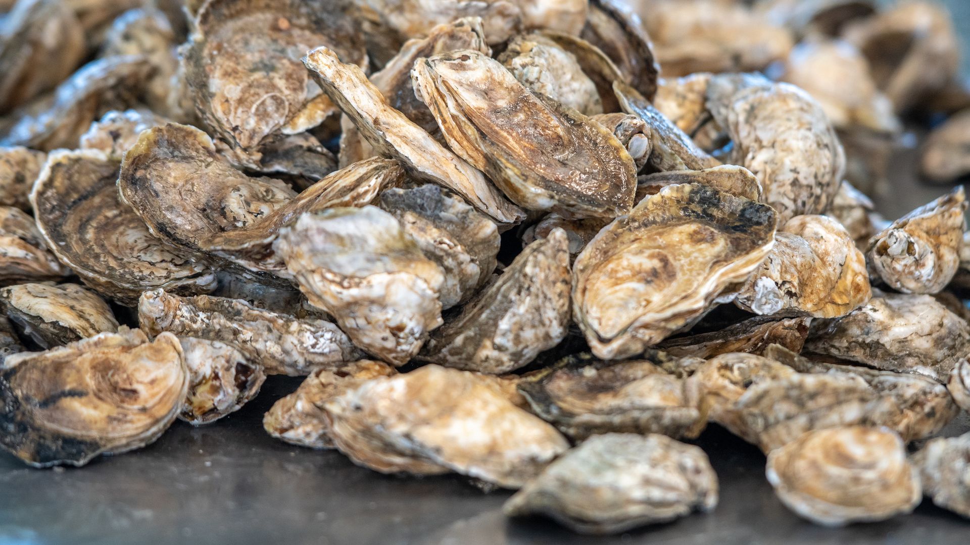 A harvest of farm grown oysters, Hoopers Island, Maryland.. (Photo by: Edwin Remsberg / VWPics/Universal Images Group via Getty Images)