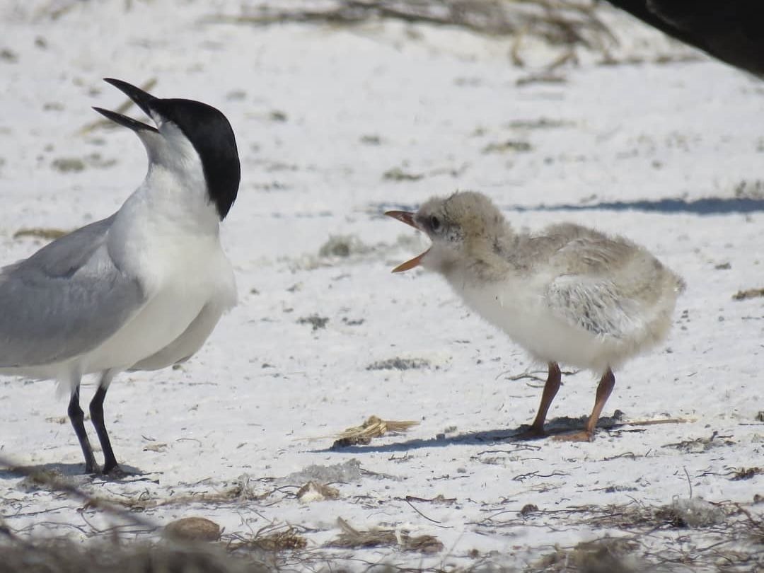 A black, gray and white bird with a black bill looks over its shoulder while a fuzzy chick stands with his beak wide open as if chirping.