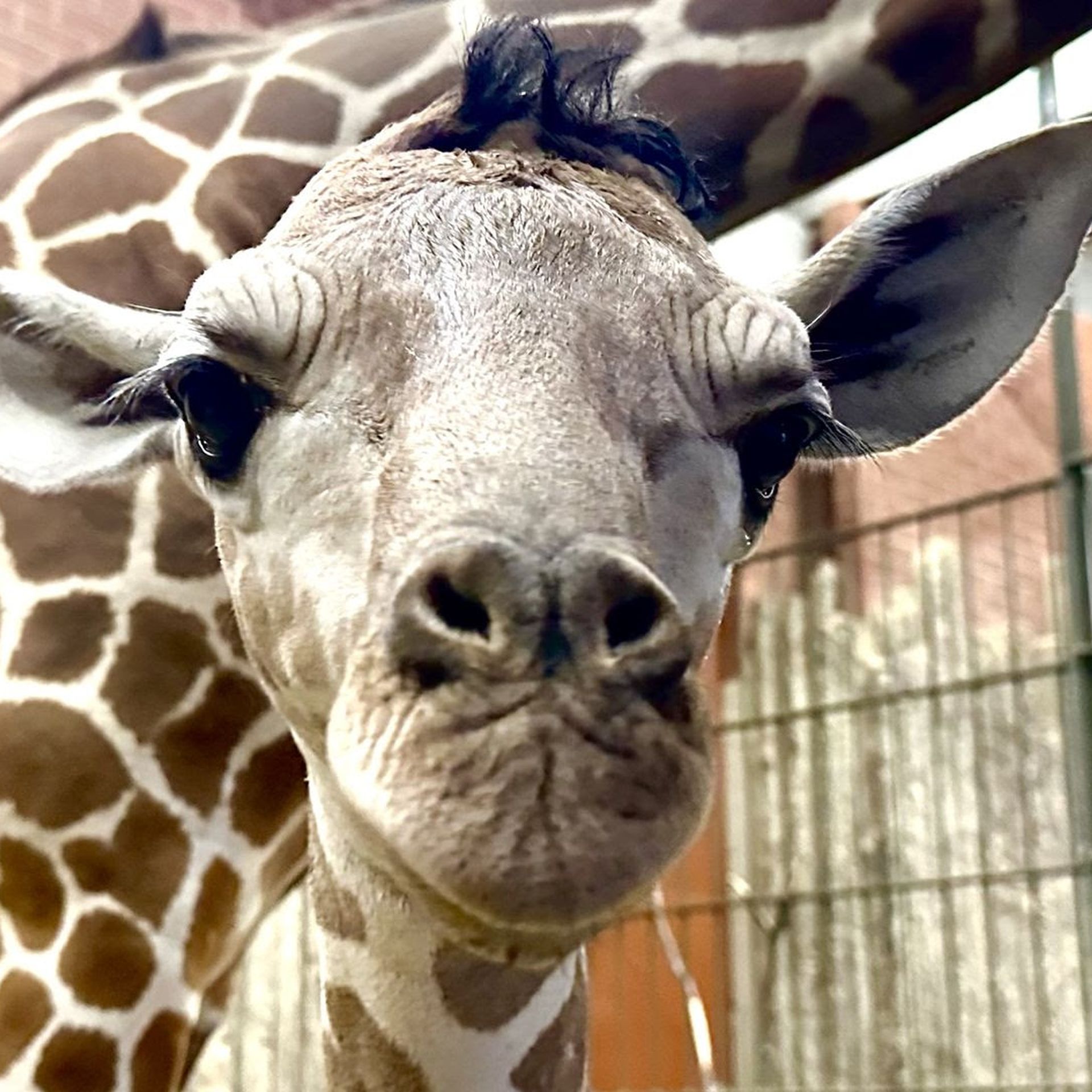 Mile Highlights: Baby giraffe gets a name - Axios Denver
