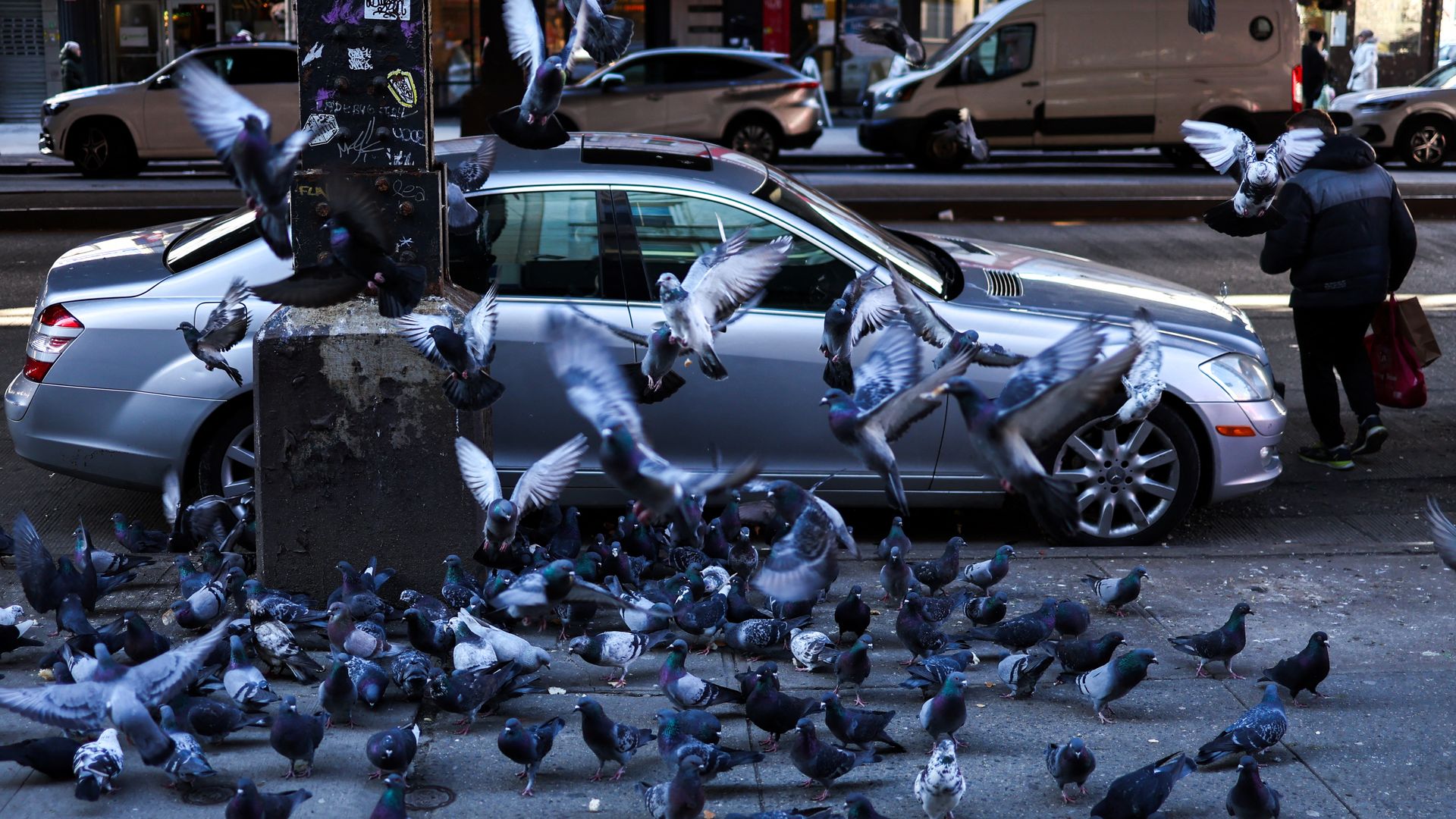A flock of pigeons, some flying and some on the ground, near a silver car parked next to a graffiti-covered pillar on a city street with shops and vehicles in the background.
