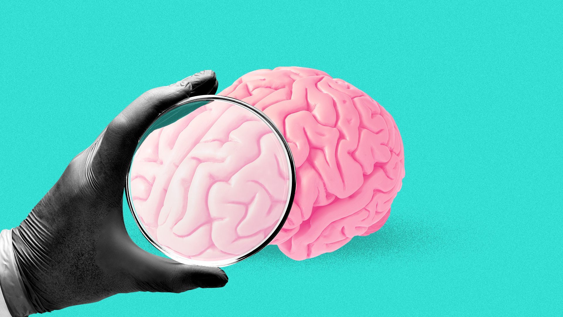 Illustration of a hand holding a petri dish as a magnifying lens up against a brain.