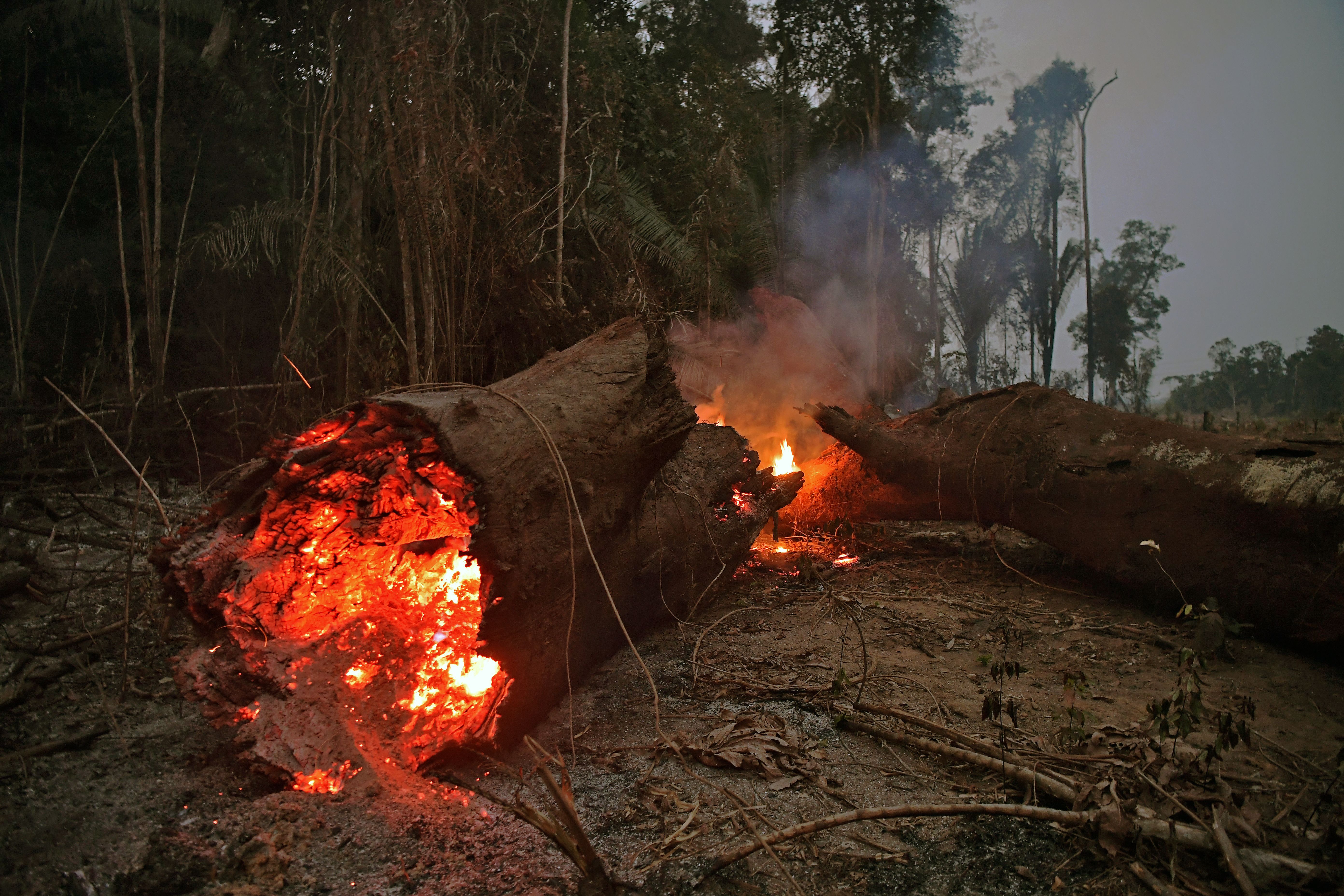 Forest fire is. Лесные пожары в Амазонии 2019. Лесные пожары в Бразилии. Горящие деревья. Пожар в лесах амазонки.