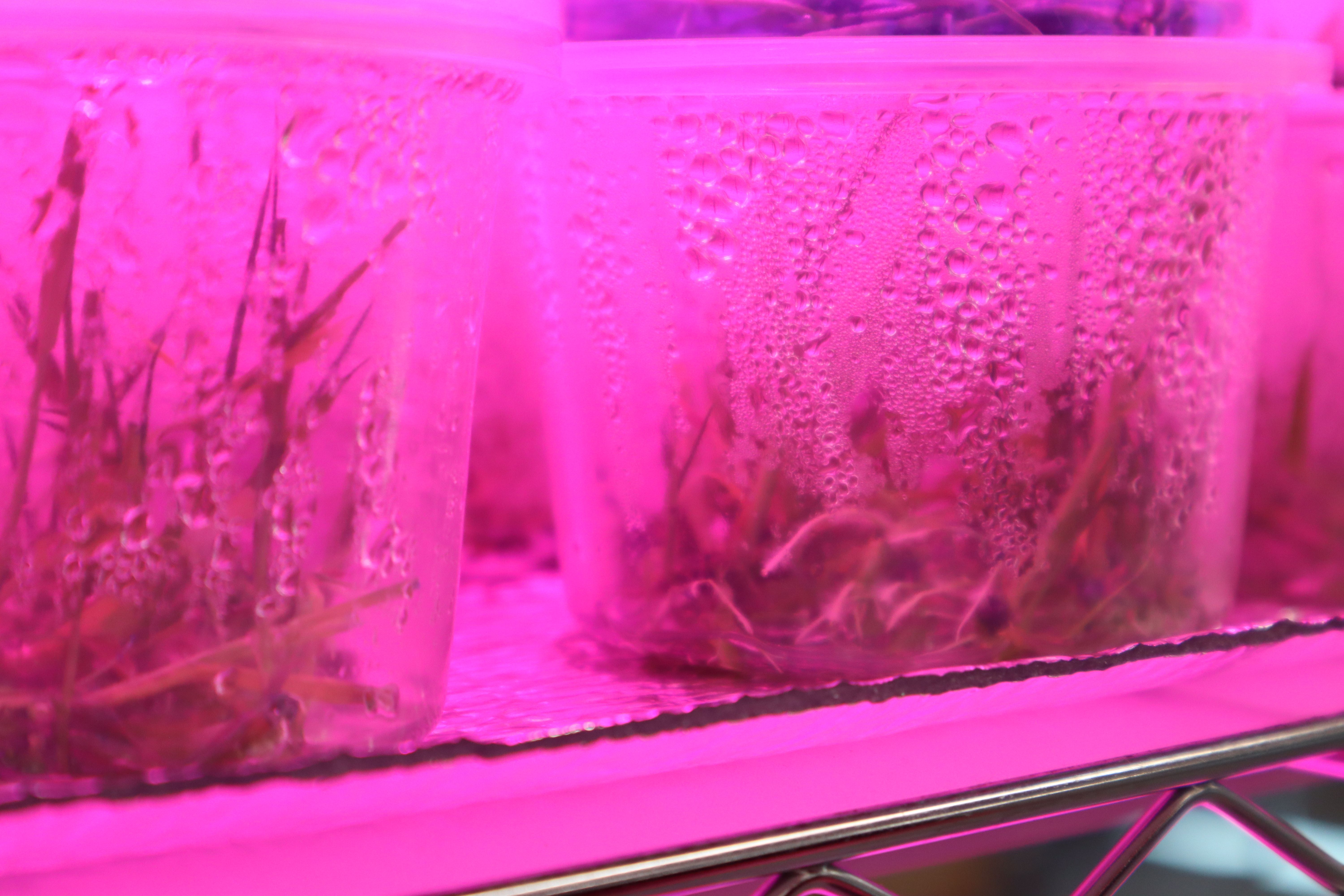 Two clear jars contain plant cuttings in liquid, resting on a metal rack, illuminated by a pink grow light. Glass beads with condensation, the stems visible through the glass.