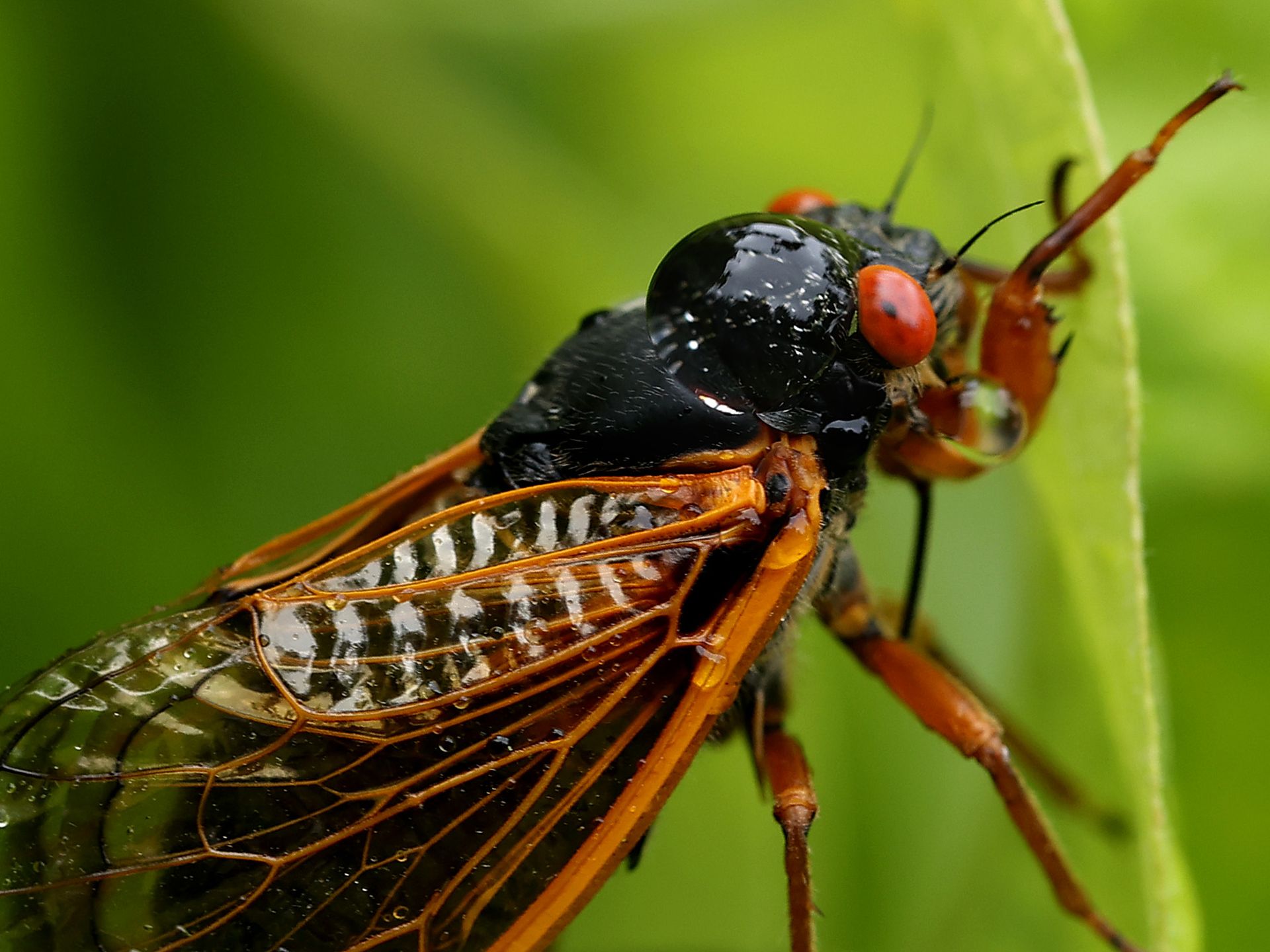 Iowa cicadas to emerge from 17-year long underground burrow this summer -  Axios Des Moines